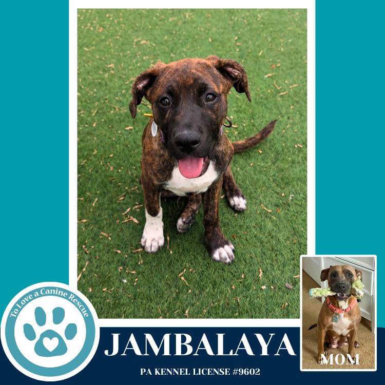 Enlarge Jambalaya (Noelle's Mardi Gras Paw-rade pups) 010326, a Adoptable mixed breed in Kimberton, PA image 6/6