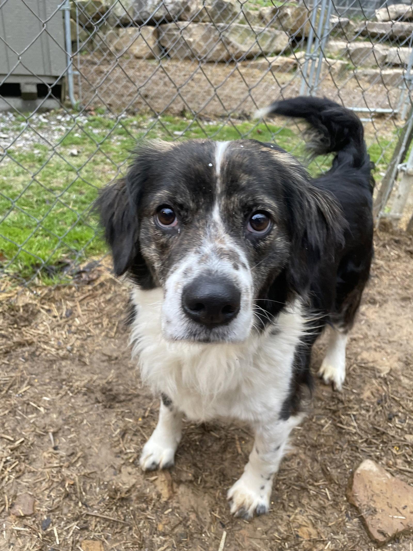 SC/Blaine, a Adoptable Brittany Spaniel in Baldwinsville, NY image 1/3