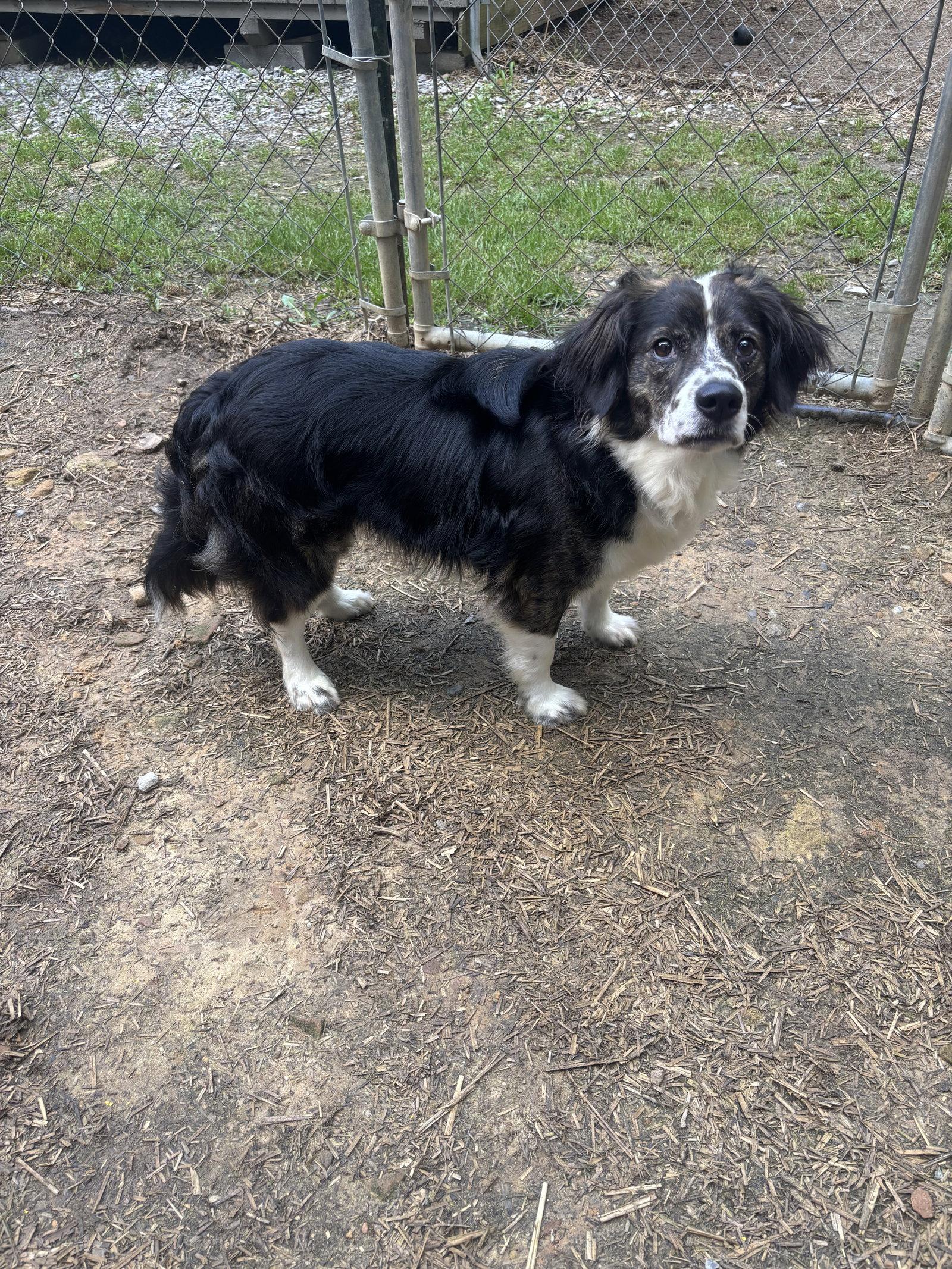 SC/Blaine, a Adoptable Brittany Spaniel in Baldwinsville, NY image 2/3