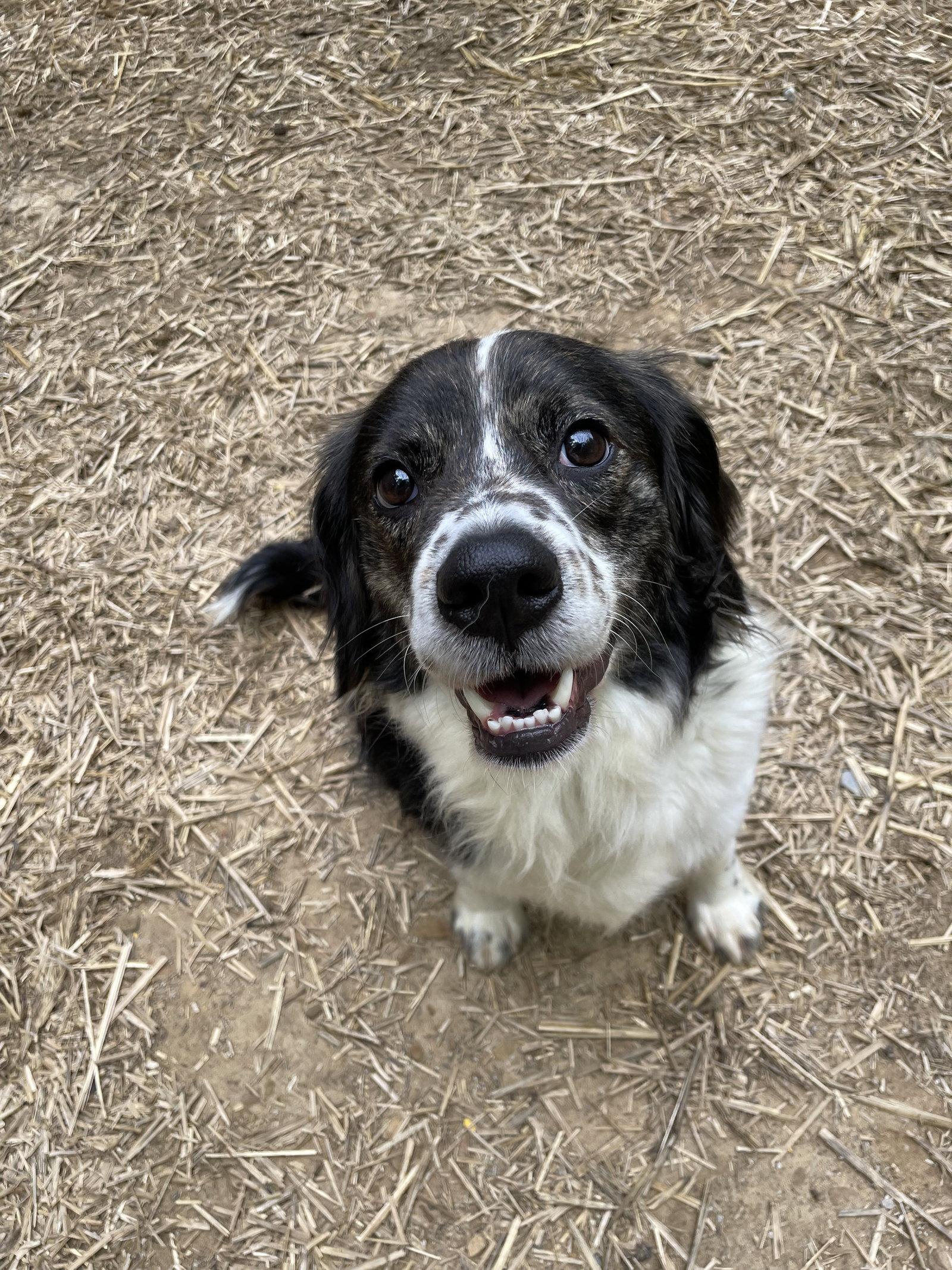 SC/Blaine, a Adoptable Brittany Spaniel in Baldwinsville, NY image 3/3