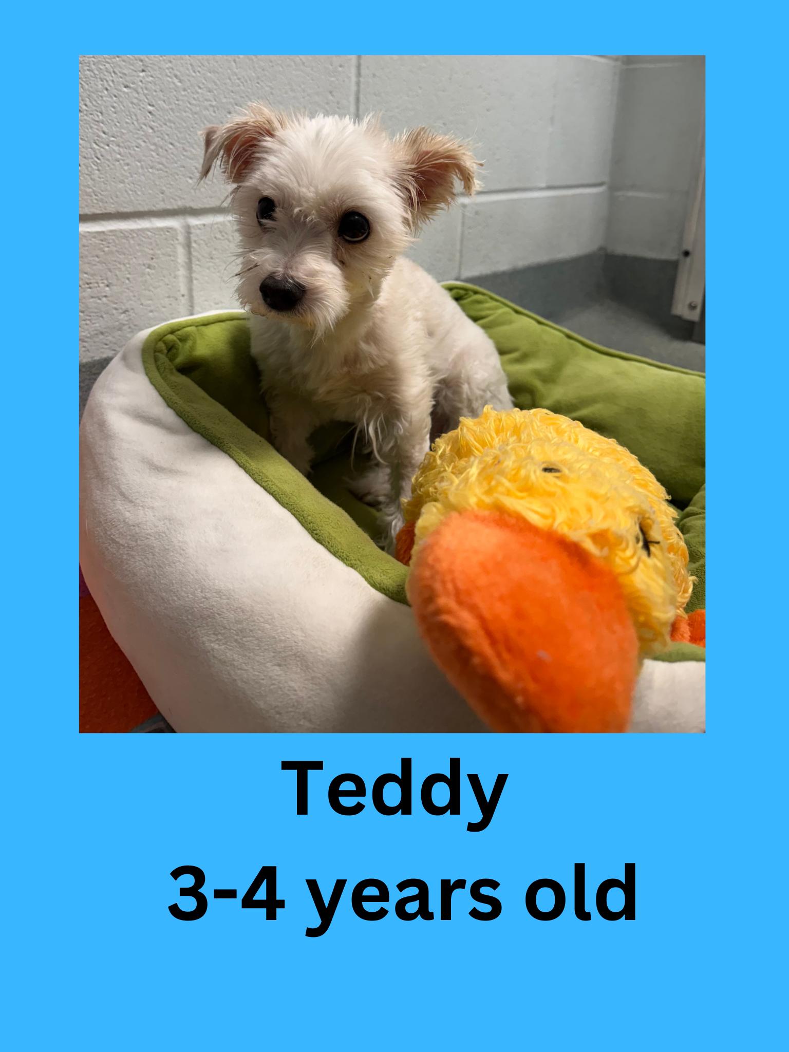 Enlarge Teddy, an adopted mixed breed in Ravenna, OH image 1/1