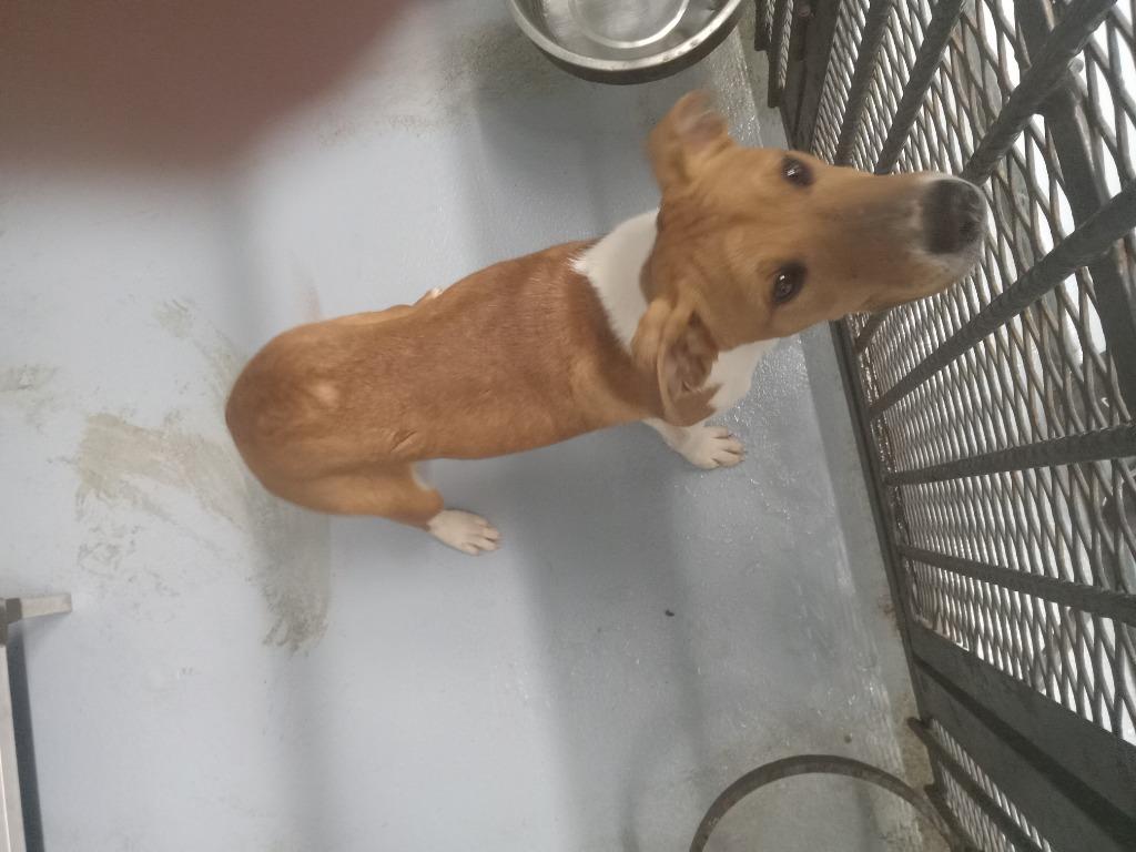 Enlarge Buster, a Adoptable mixed breed in Cartersville , GA image 1/1