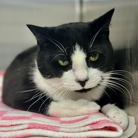 Reginald- #50493, ADOPTABLE, Adult Male Domestic Short Hair.