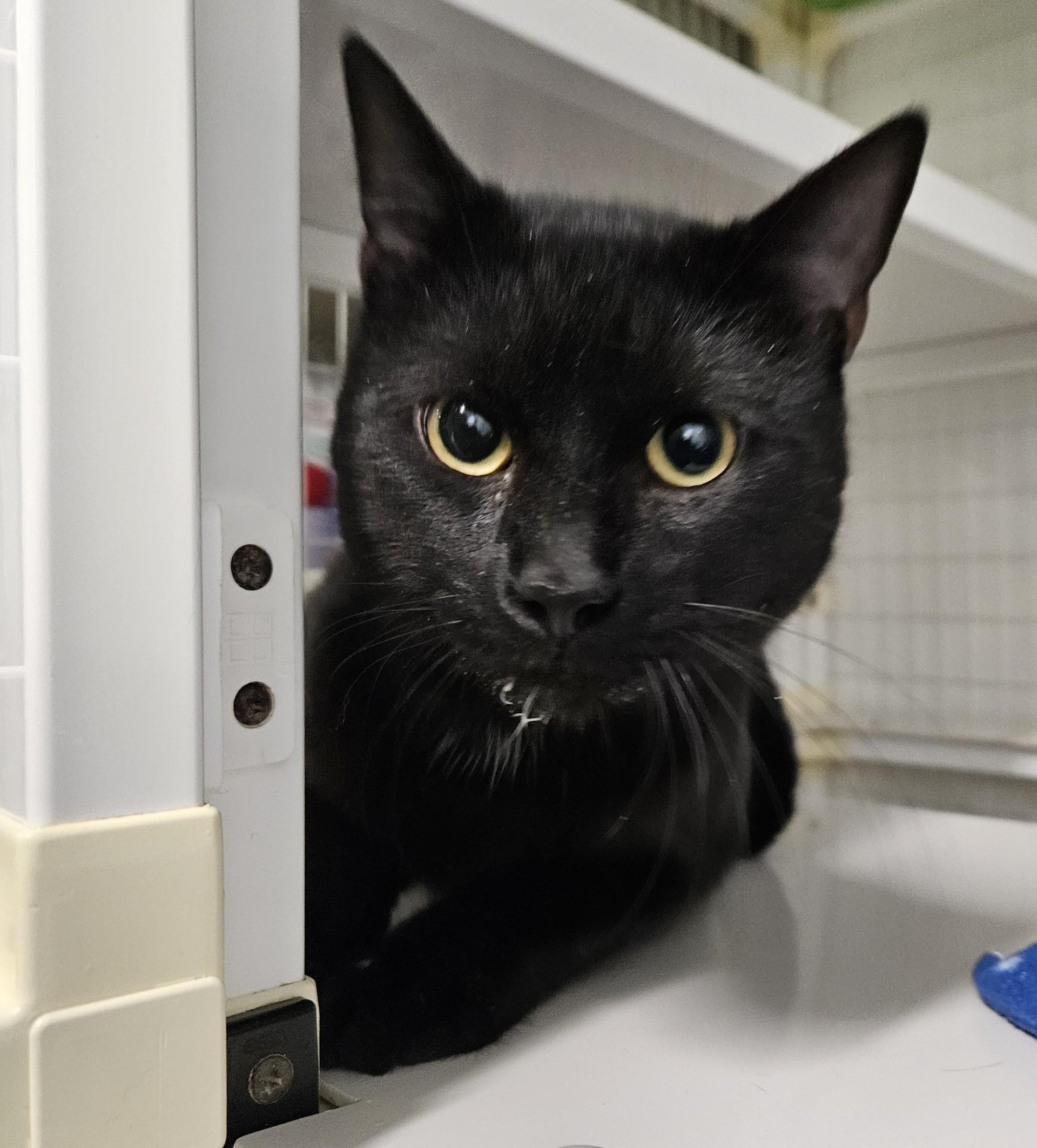 Crankshaft, Adoptable, Adult Male Domestic Short Hair.