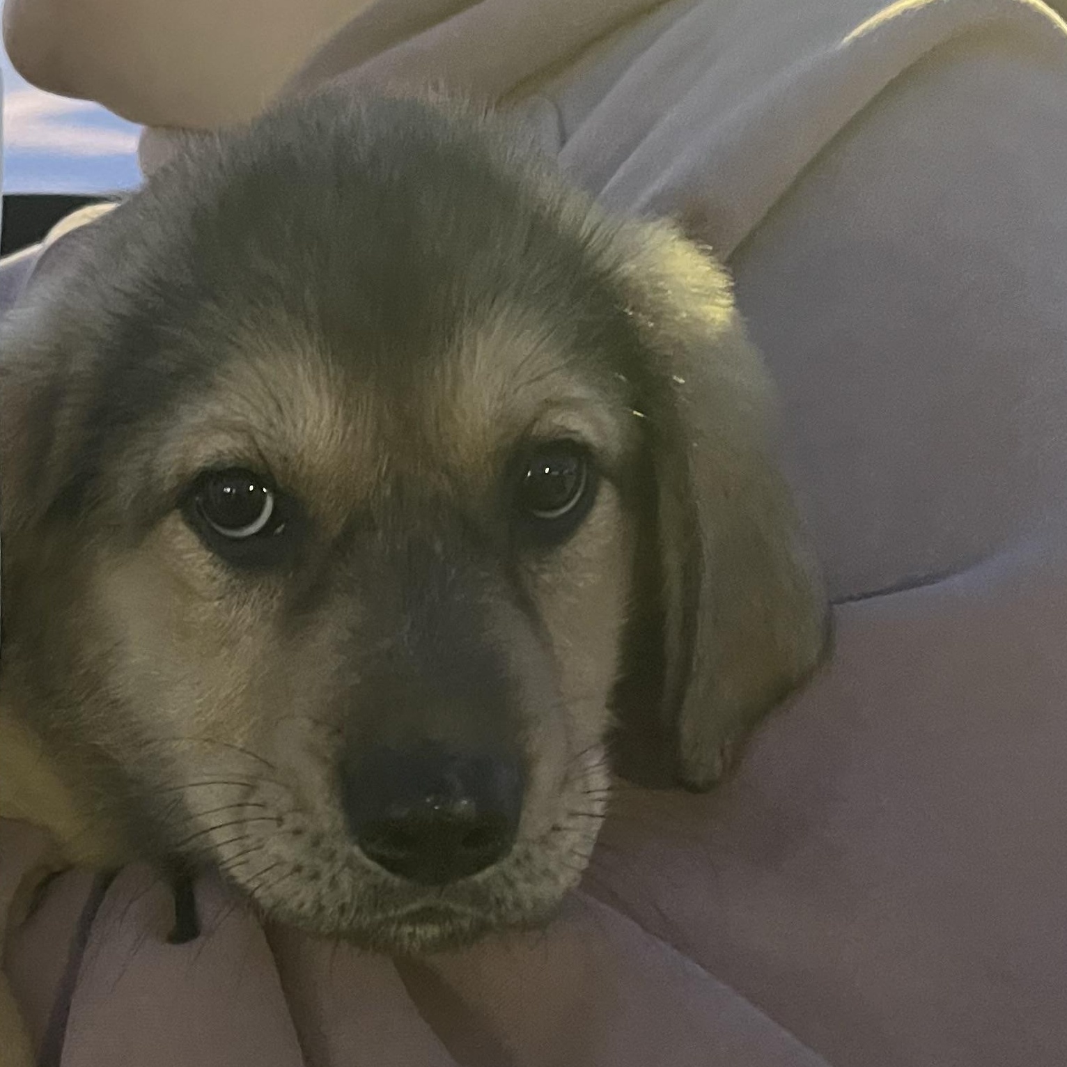 Enlarge Misty, a Adoptable mixed breed in Hindsboro, IL image 2/3