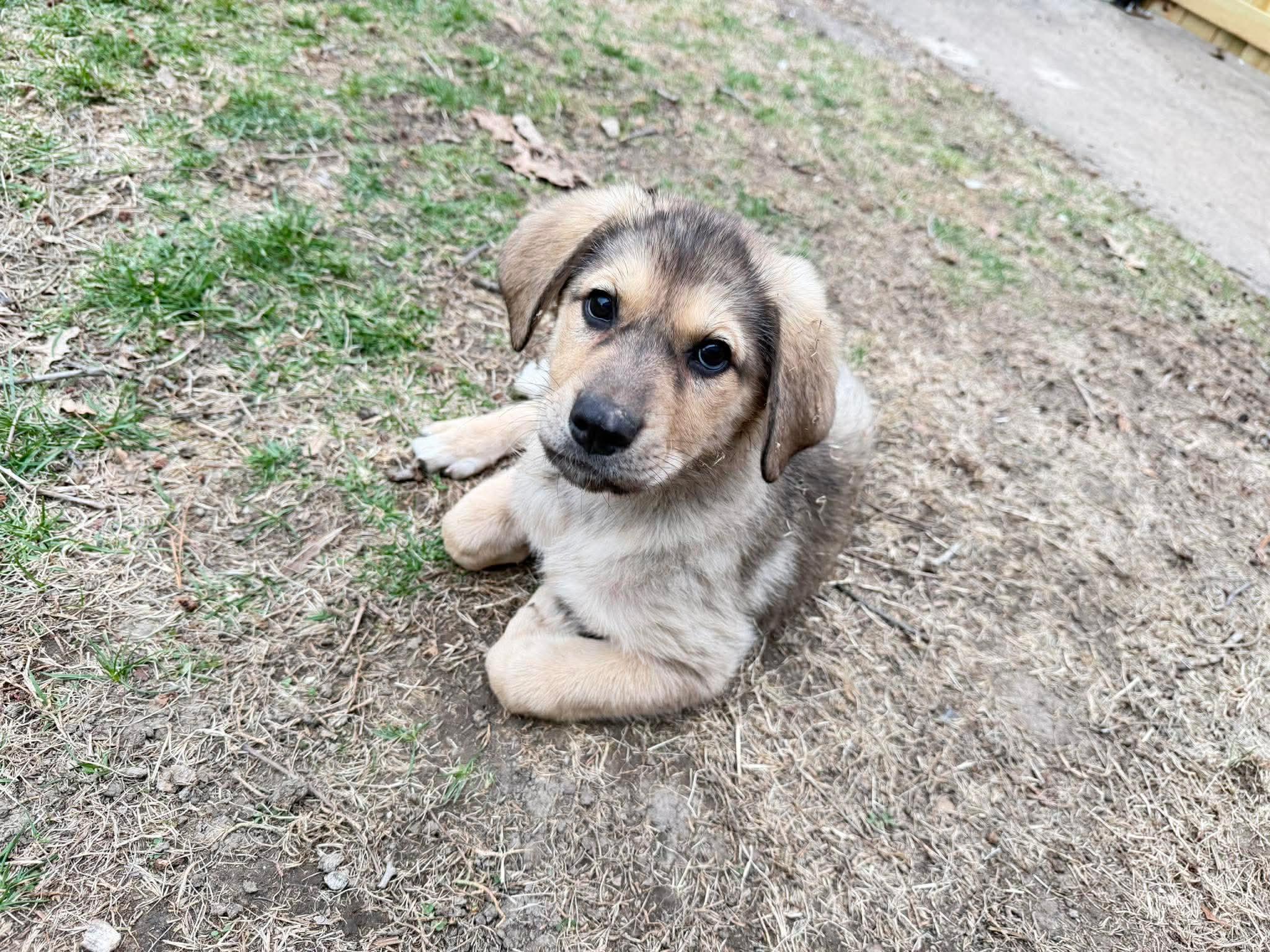 Enlarge Misty, a Adoptable mixed breed in Hindsboro, IL image 1/3