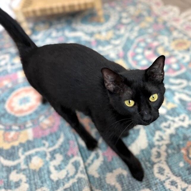 Enlarge Easter Montes, a Adoptable mixed breed in Friendswood, TX image 1/6