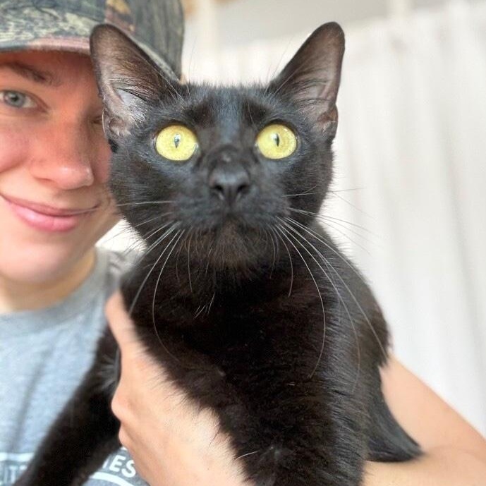 Easter Montes, Adoptable, Adult Female Domestic Short Hair.