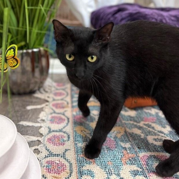 Enlarge Easter Montes, a Adoptable mixed breed in Friendswood, TX image 3/6