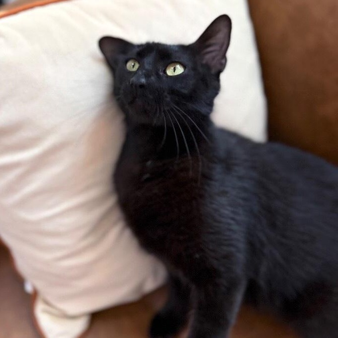 Enlarge Easter Montes, a Adoptable mixed breed in Friendswood, TX image 4/6