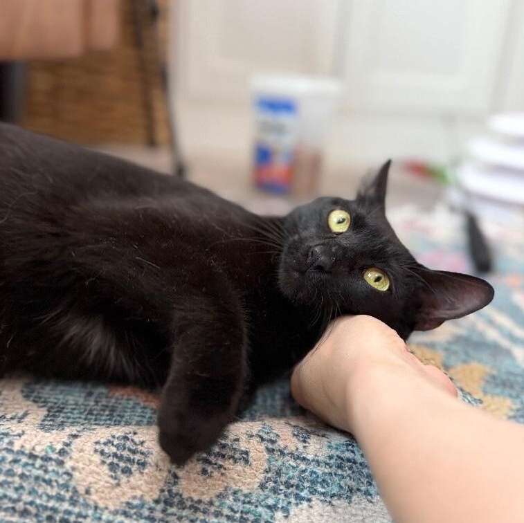 Enlarge Easter Montes, a Adoptable mixed breed in Friendswood, TX image 5/6