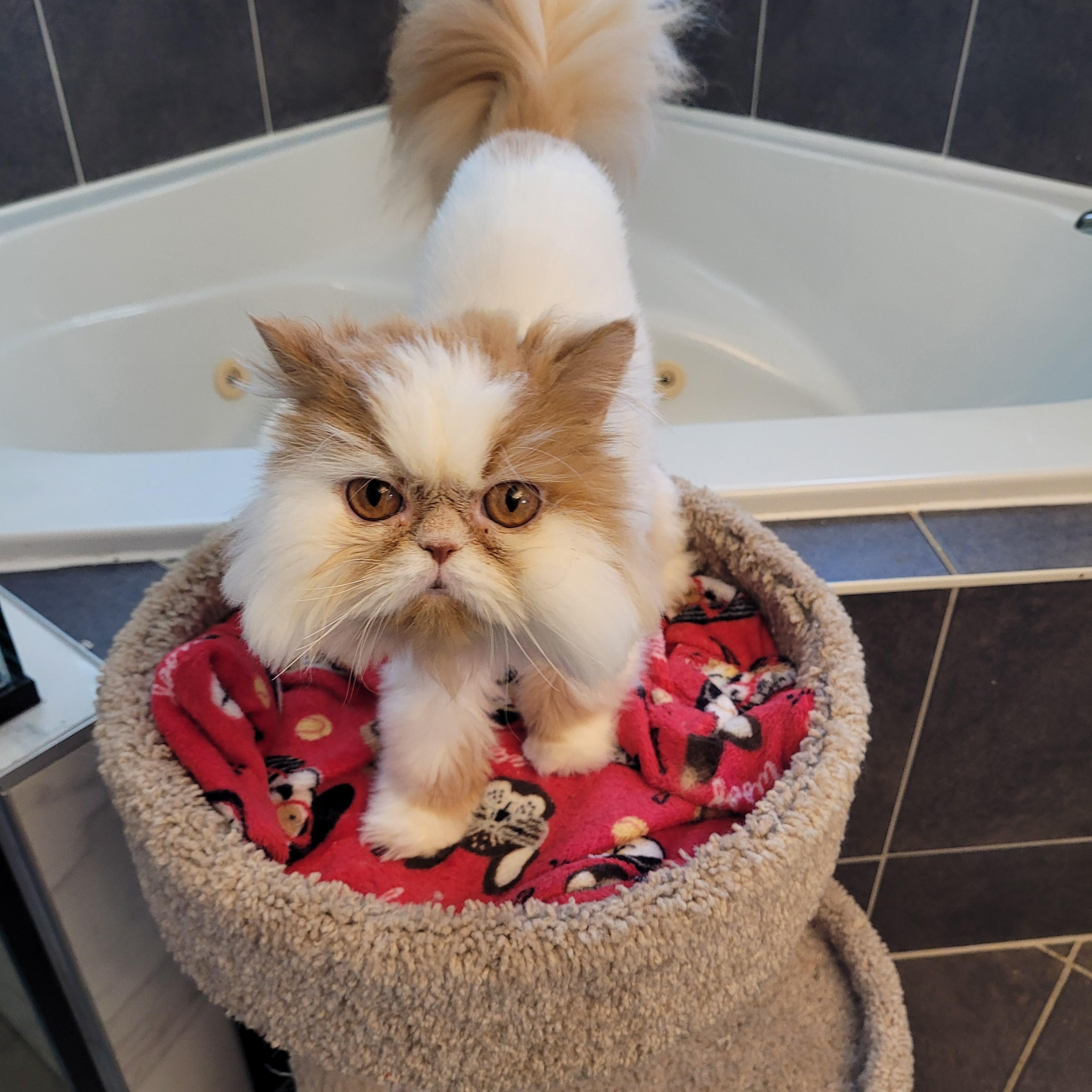 Enlarge Sierra (f) 4yrs old Persian, a Adoptable Persian in Ottawa, ON image 2/3