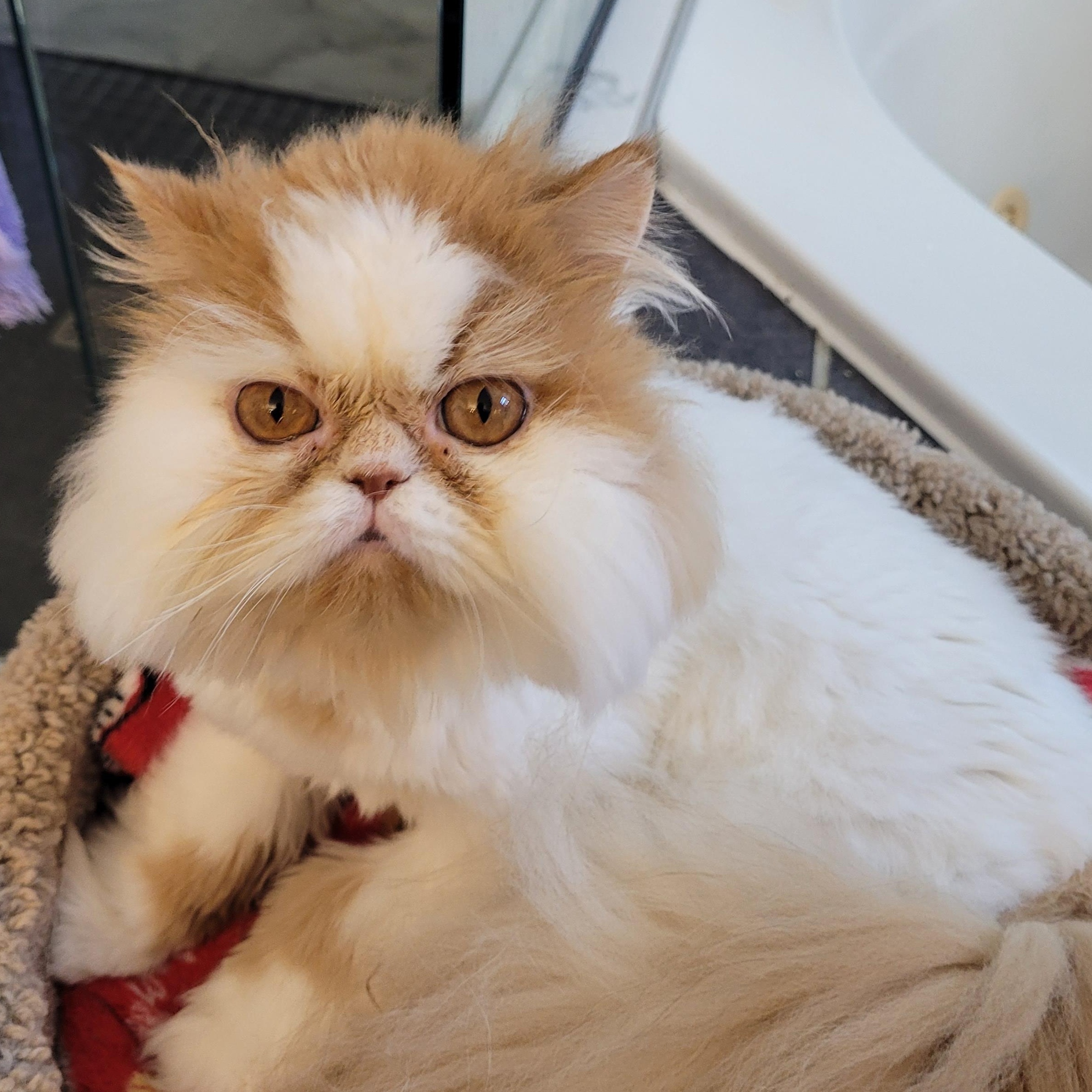 Enlarge Sierra (f) 4yrs old Persian, a Adoptable Persian in Ottawa, ON image 1/3