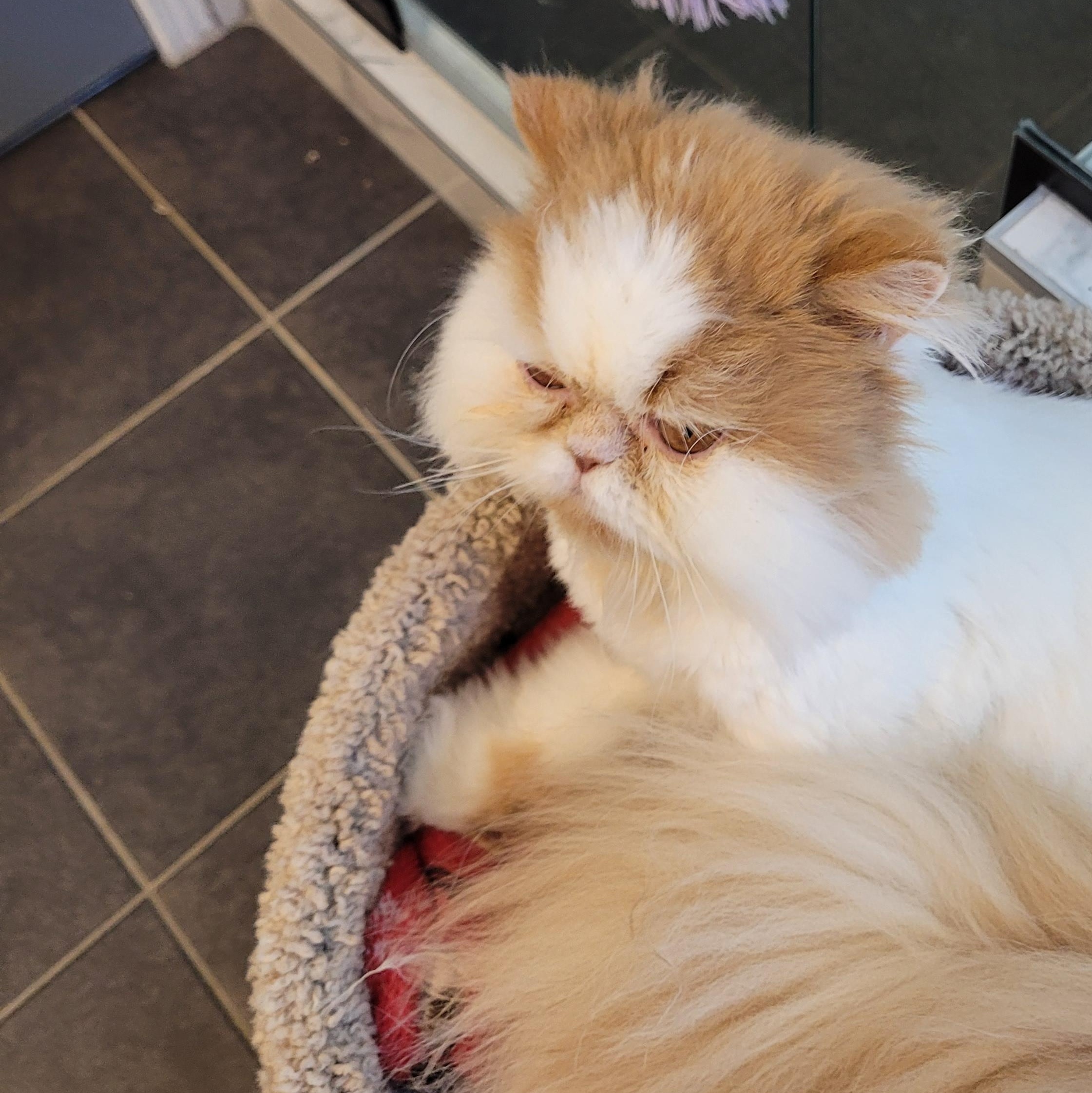 Enlarge Sierra (f) 4yrs old Persian, a Adoptable Persian in Ottawa, ON image 3/3