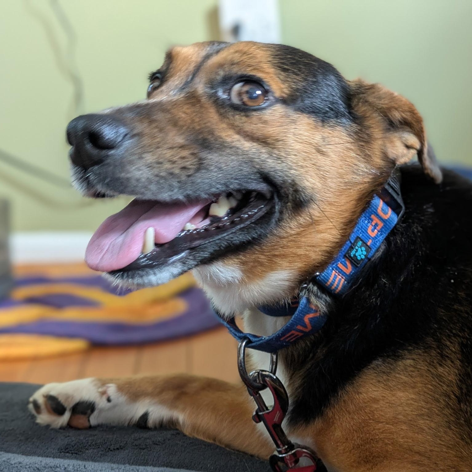 Enlarge Major, a ADOPTABLE mixed breed in Columbia, MD image 4/6