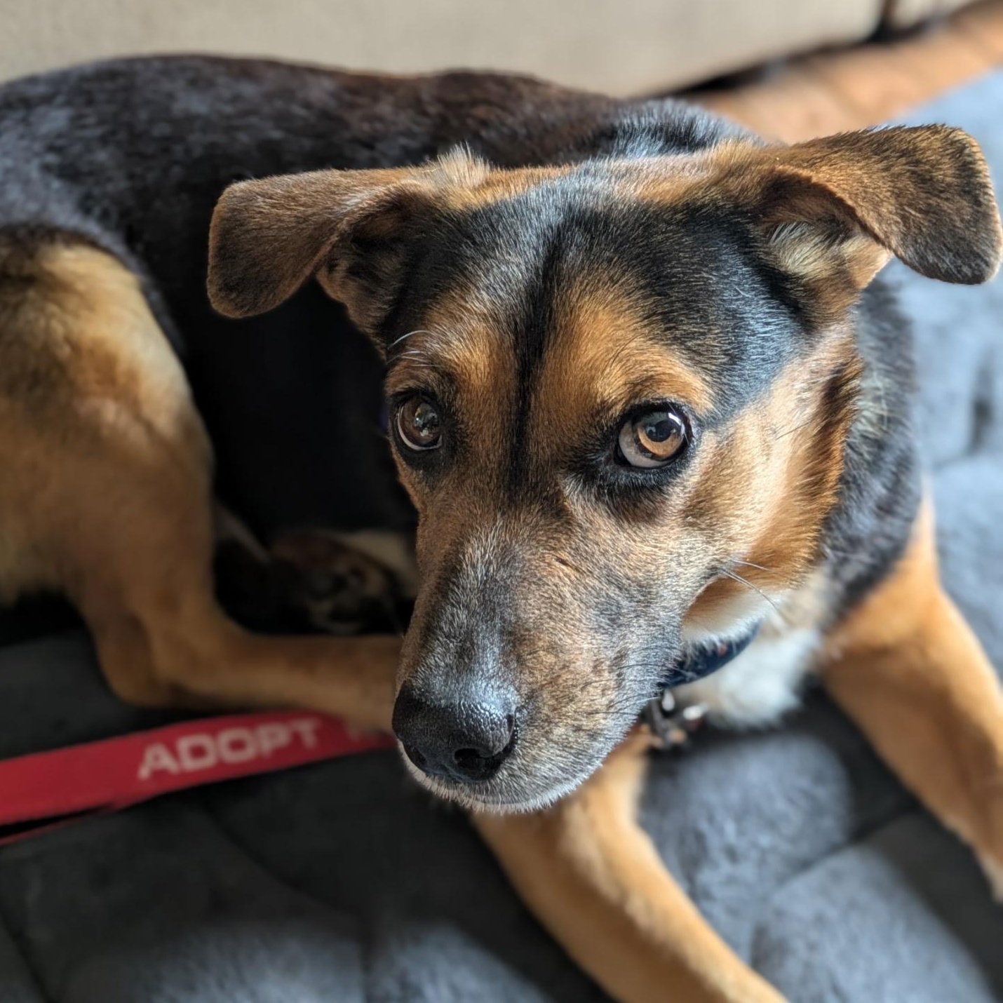 Enlarge Major, a ADOPTABLE mixed breed in Columbia, MD image 2/6