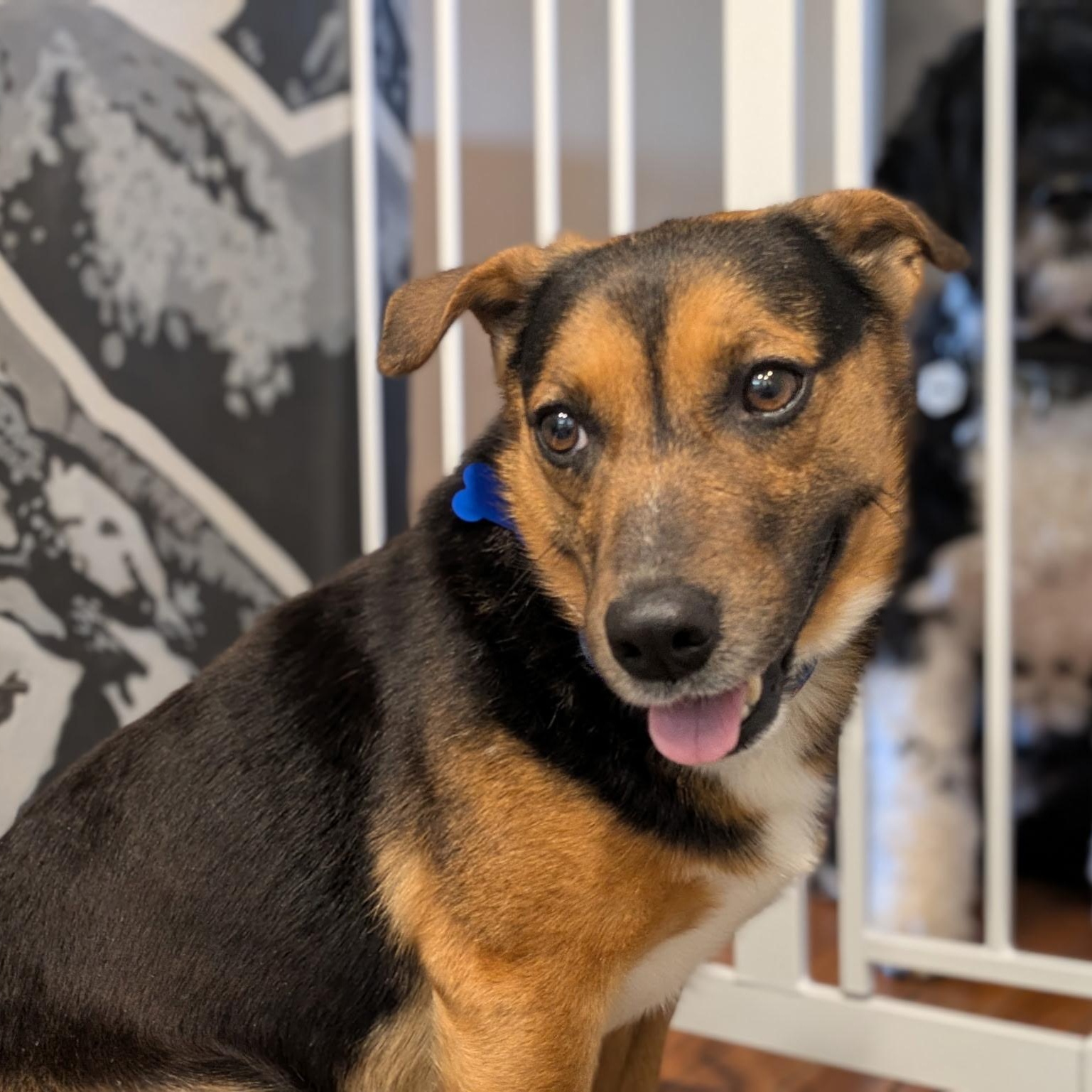 Enlarge Major, a ADOPTABLE mixed breed in Columbia, MD image 5/6