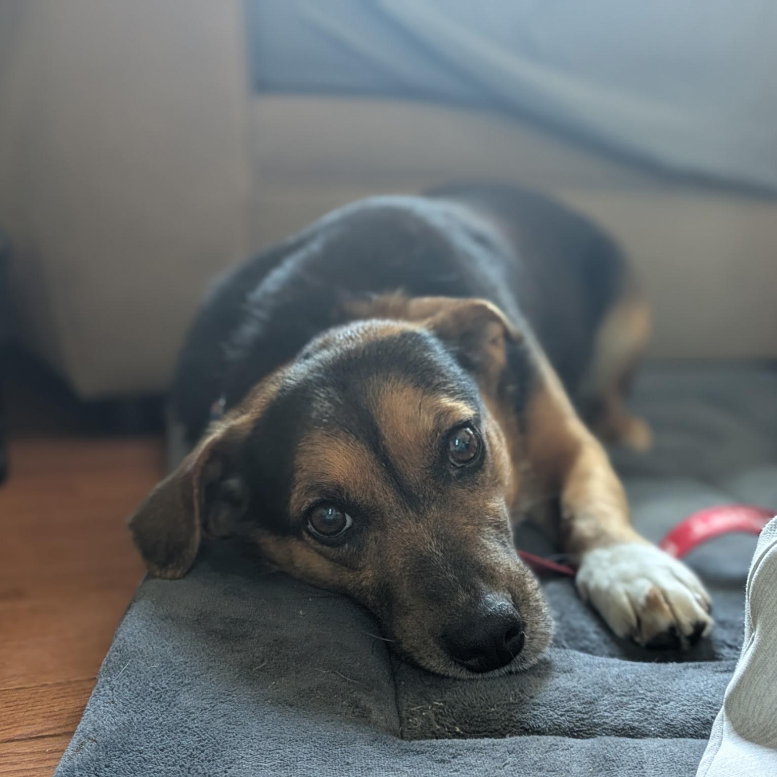 Enlarge Major, a ADOPTABLE mixed breed in Columbia, MD image 3/6