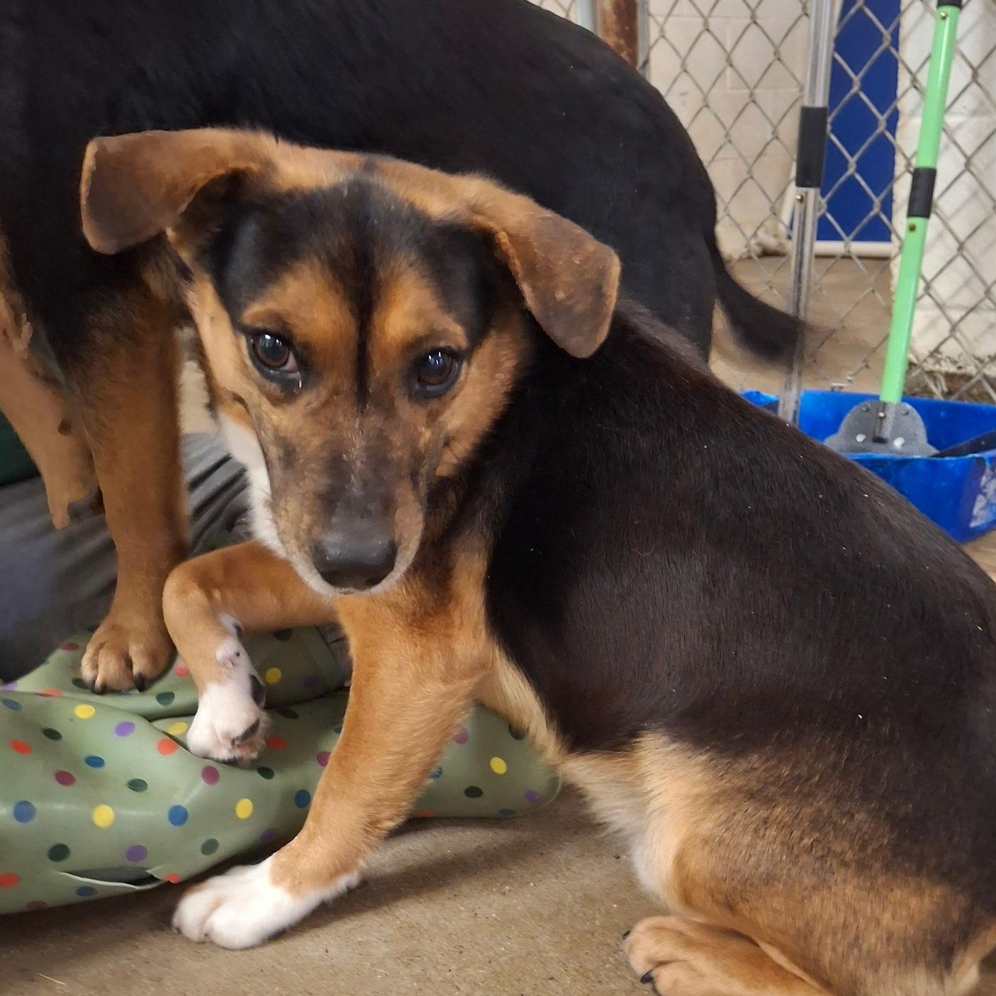 Enlarge Major, a ADOPTABLE mixed breed in Columbia, MD image 6/6