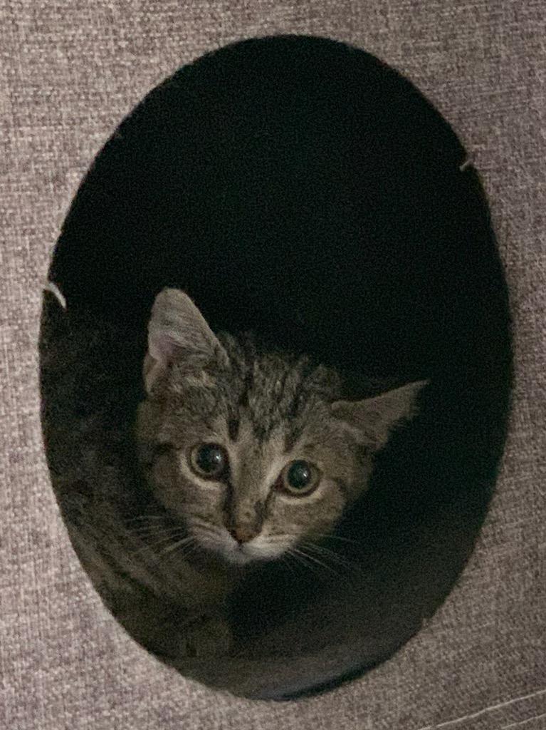 Paddy, an adoptable Tabby in Pasco, WA, 99301 | Photo Image 3