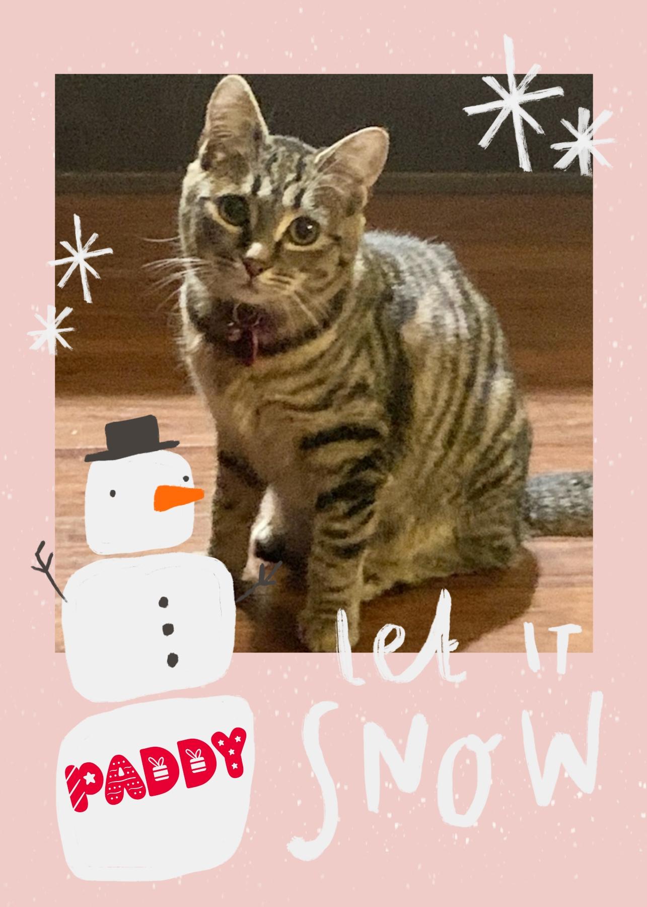 Paddy, Adoptable, Young Female Tabby.