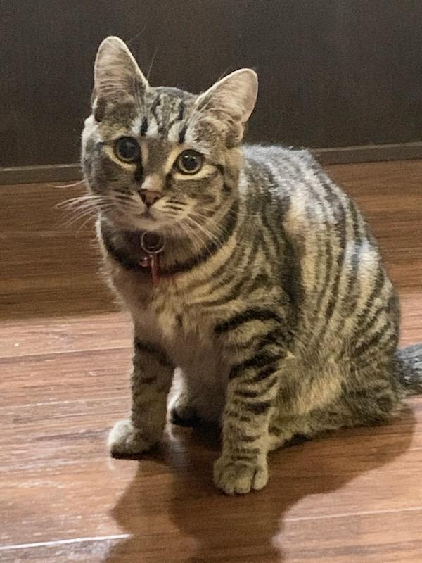 Enlarge Paddy, a Adoptable mixed breed in Pasco, WA image 2/3