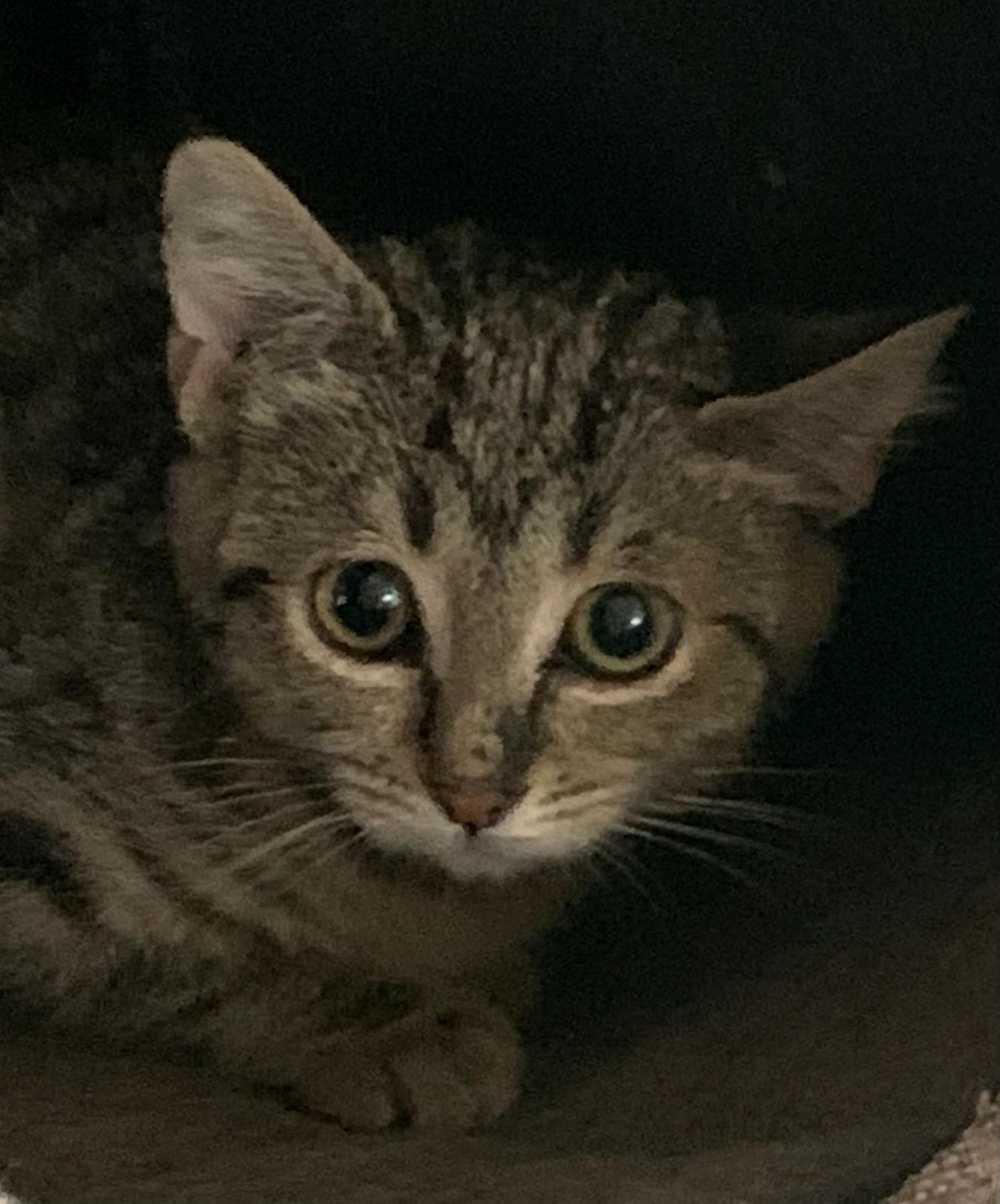 Paddy, an adoptable Tabby in Pasco, WA, 99301 | Photo Image 2