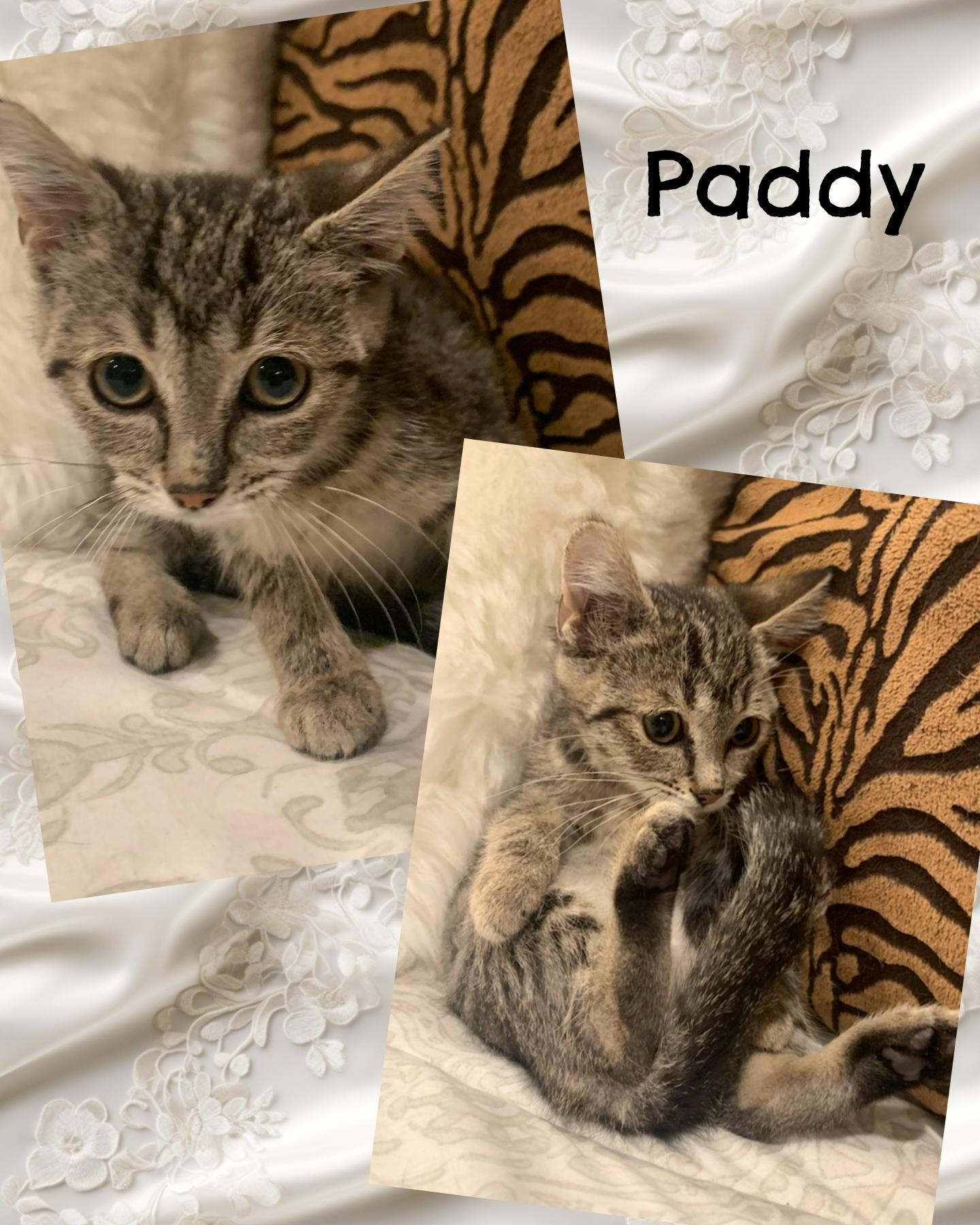 Paddy, an adoptable Tabby in Pasco, WA, 99301 | Photo Image 1