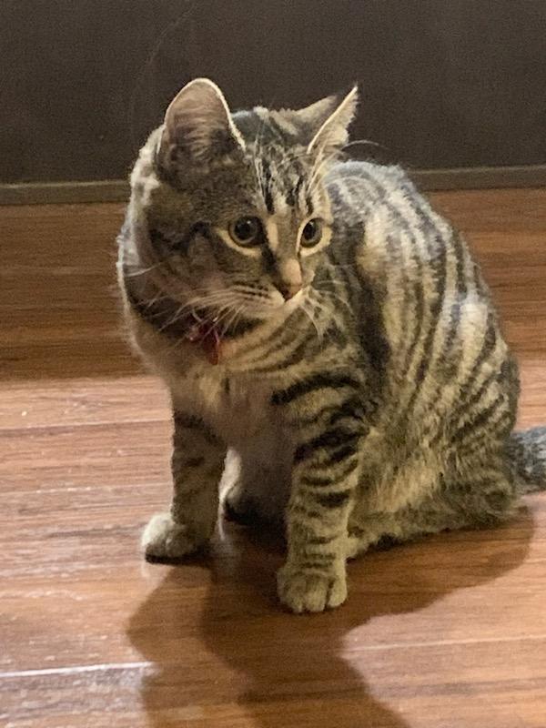 Enlarge Paddy, a Adoptable mixed breed in Pasco, WA image 3/3