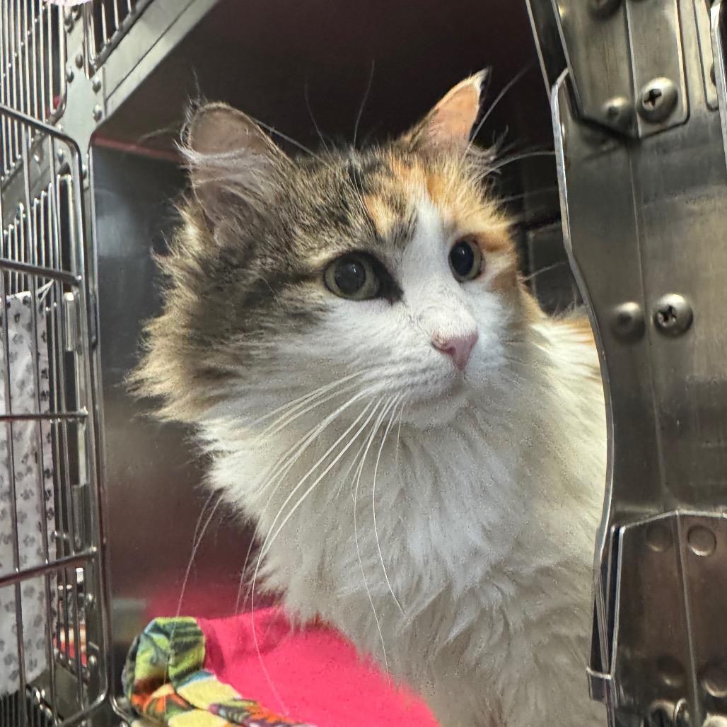 Enlarge Alice, a Adoptable Domestic Long Hair in Murray, UT image 1/1