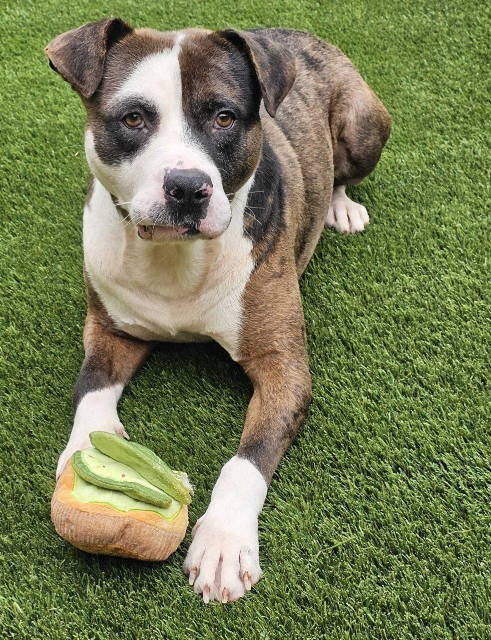 Colson, Adoptable, Young Male Mixed Breed.