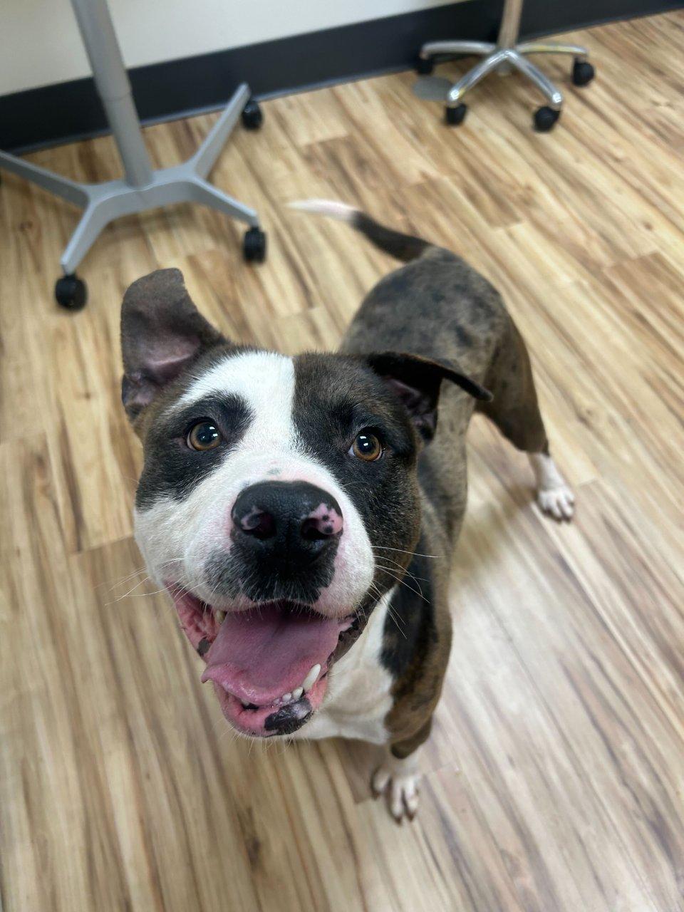 Colson, a Adoptable Mixed Breed in Raleigh, NC image 2/5