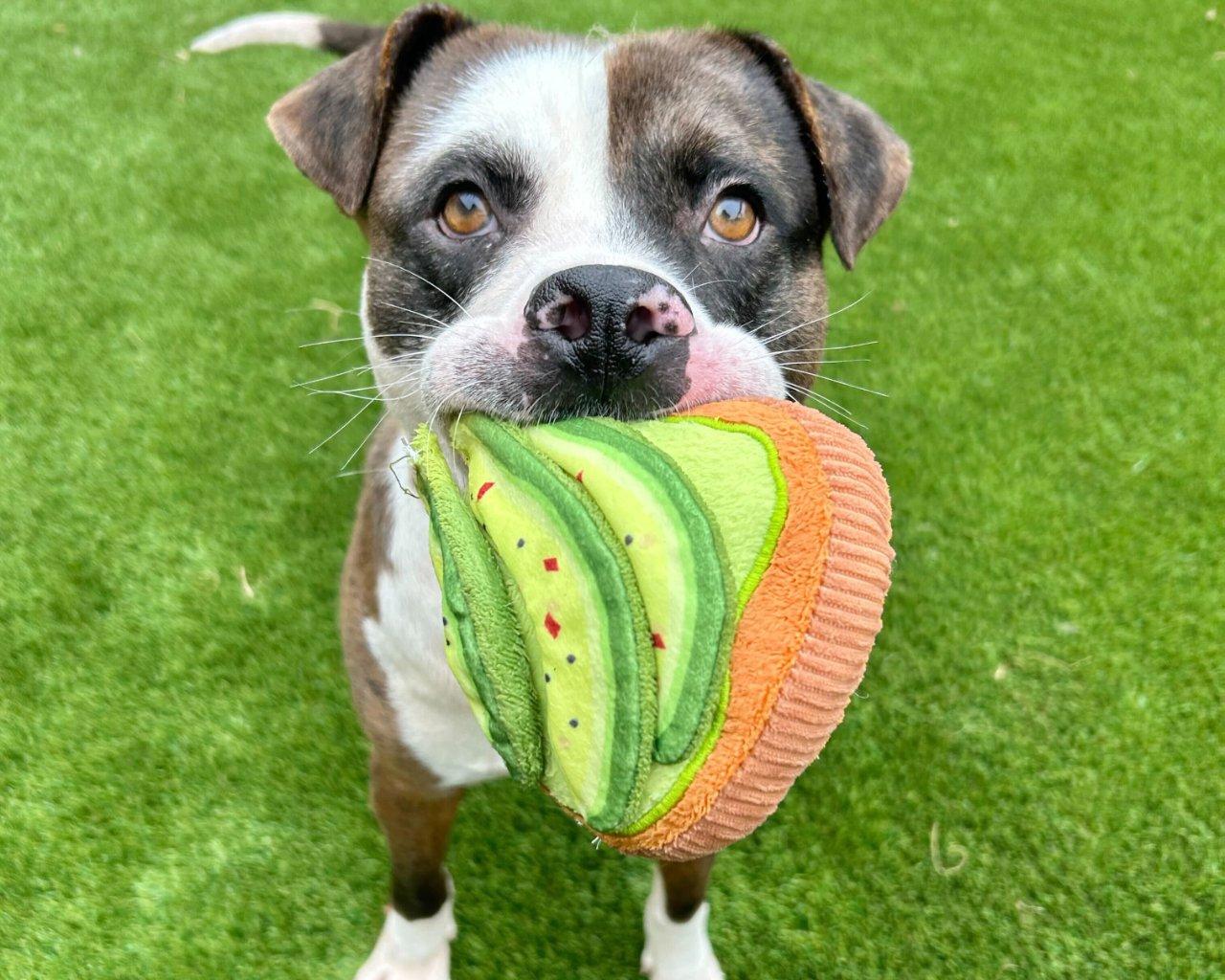 Colson, a Adoptable Mixed Breed in Raleigh, NC image 3/5
