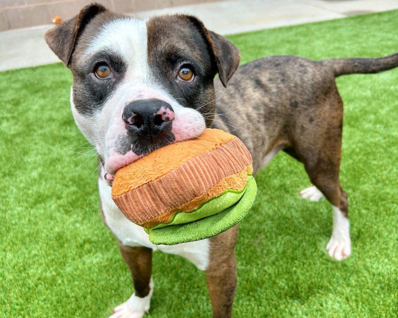 Colson, a Adoptable Mixed Breed in Raleigh, NC image 5/5