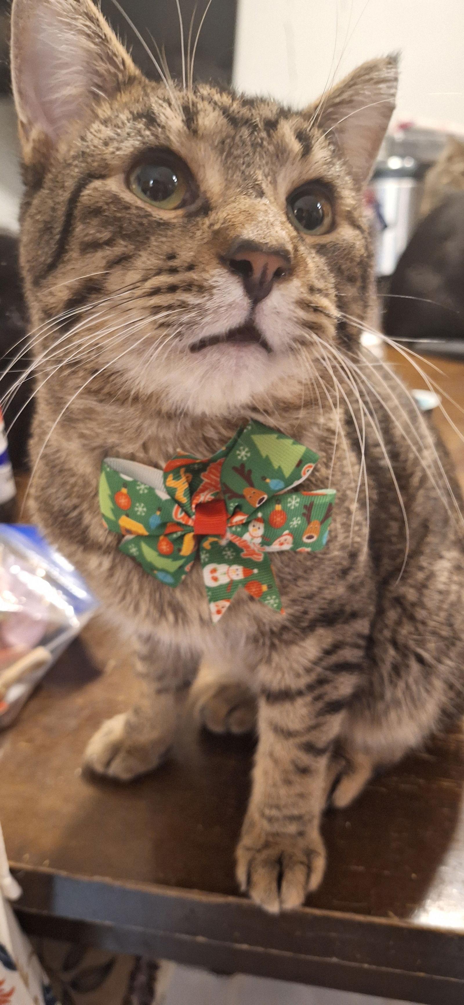 Enlarge LIPTON, a Adoptable Domestic Short Hair in Northfield, OH image 1/1