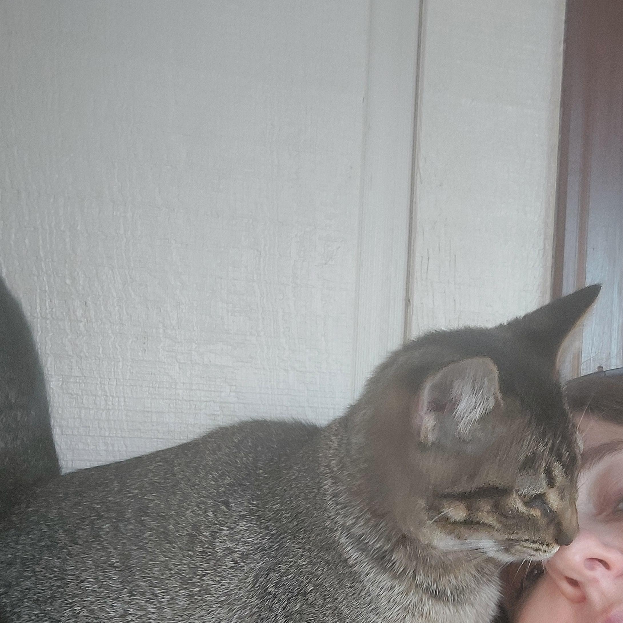 Enlarge Sierra, a Adopted Domestic Short Hair in Menasha, WI image 3/4