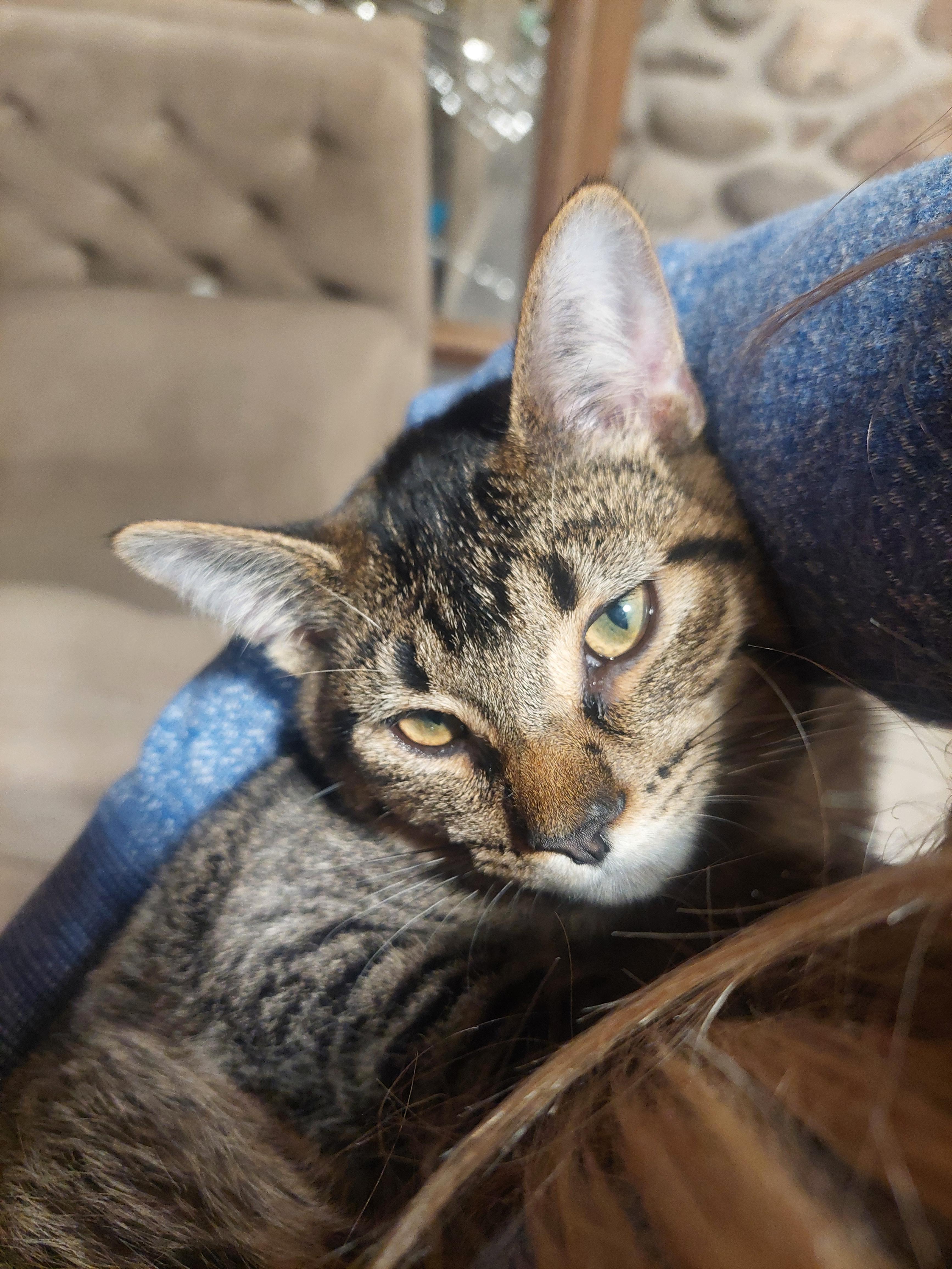 Enlarge Sierra, a Adopted Domestic Short Hair in Menasha, WI image 4/4