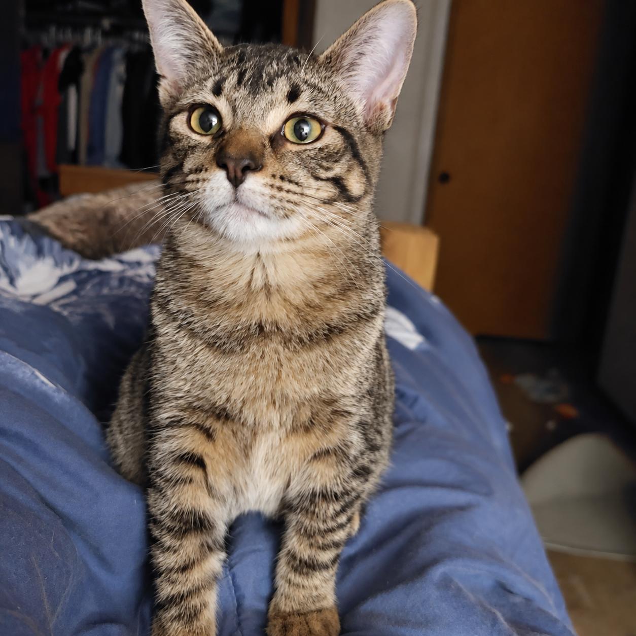 Enlarge Sierra, a Adopted Domestic Short Hair in Menasha, WI image 1/4