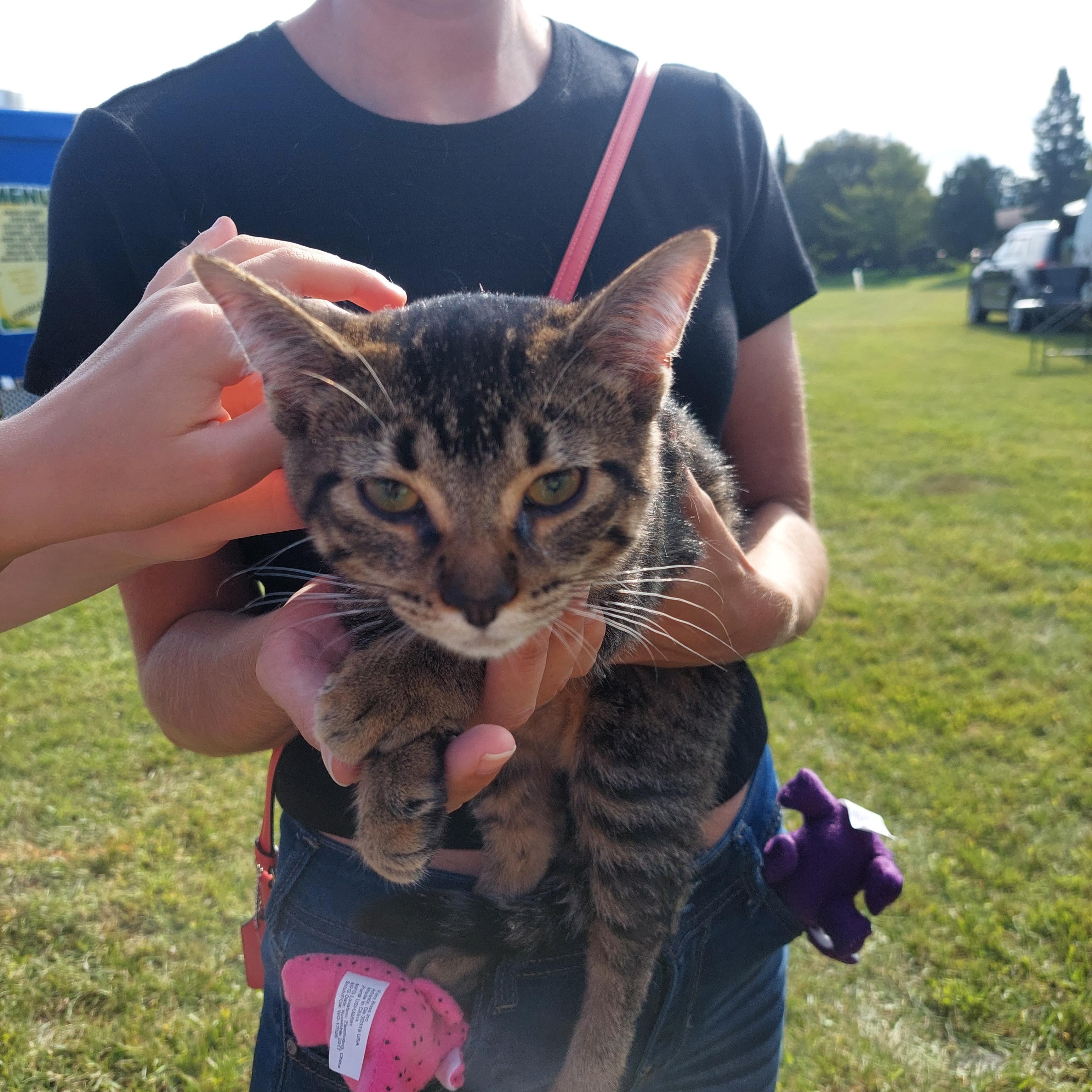 Enlarge Sierra, a Adopted Domestic Short Hair in Menasha, WI image 2/4