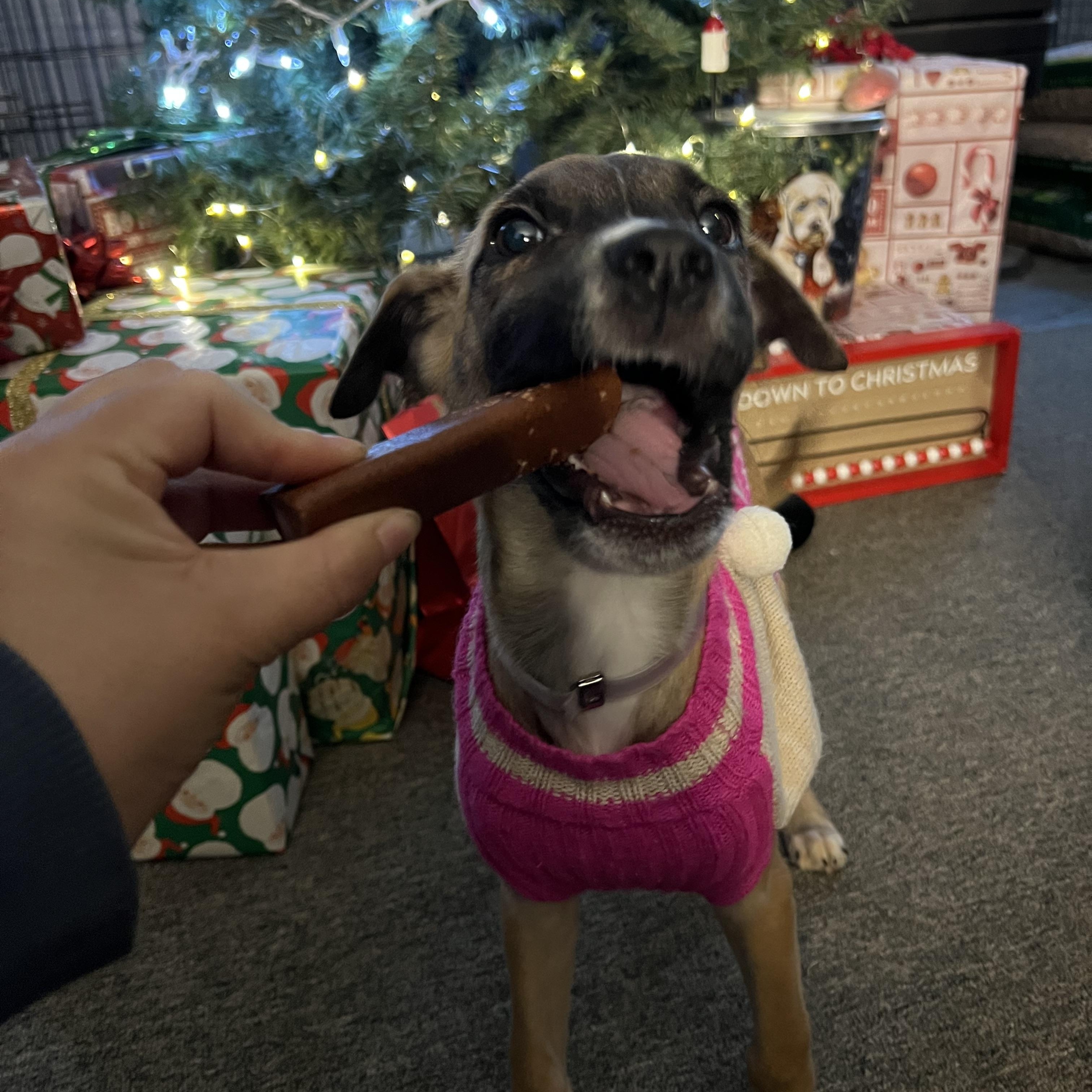 Enlarge Amethyst, a ADOPTABLE Mixed Breed in Bowdoin, ME image 5/6