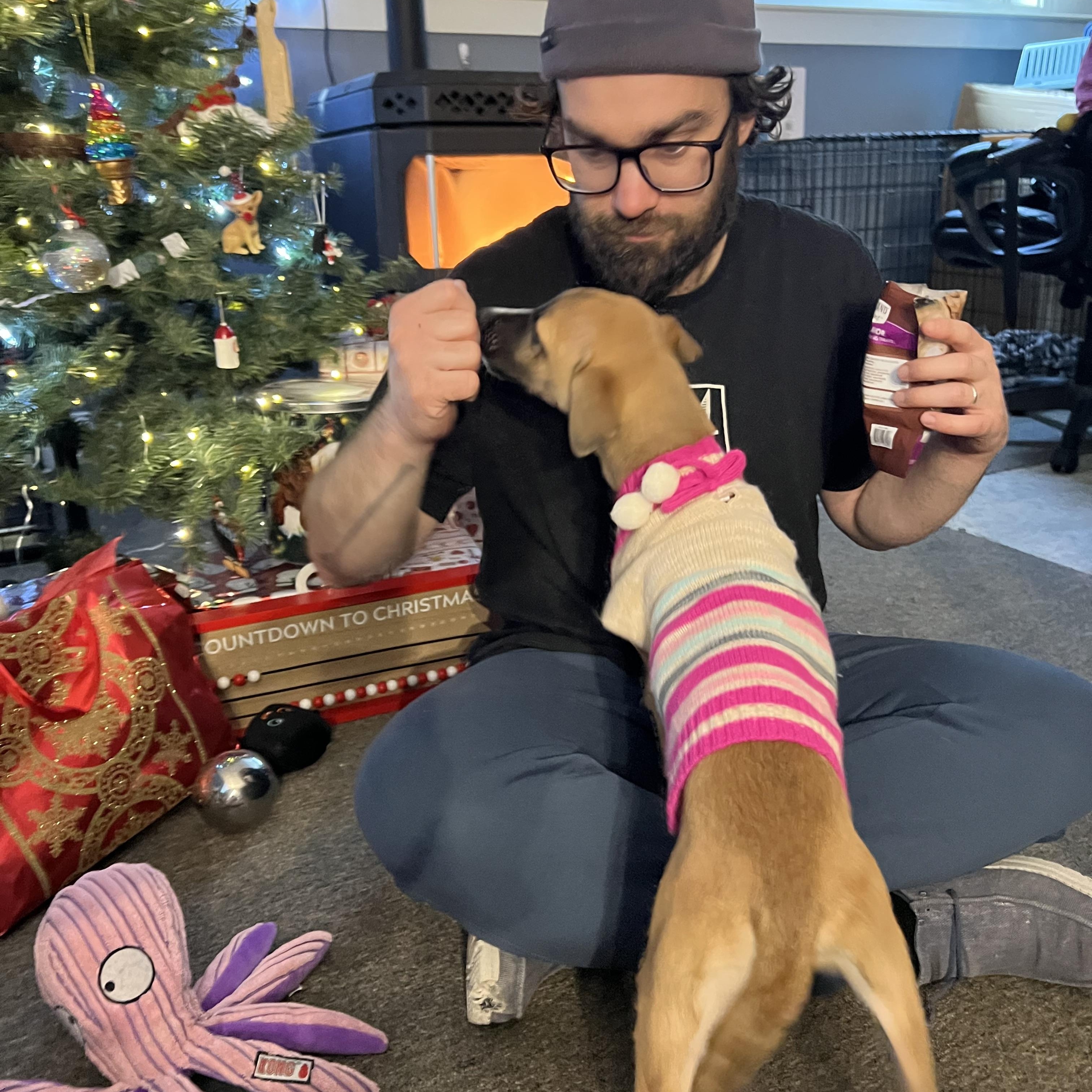 Enlarge Amethyst, a ADOPTABLE Mixed Breed in Bowdoin, ME image 4/6