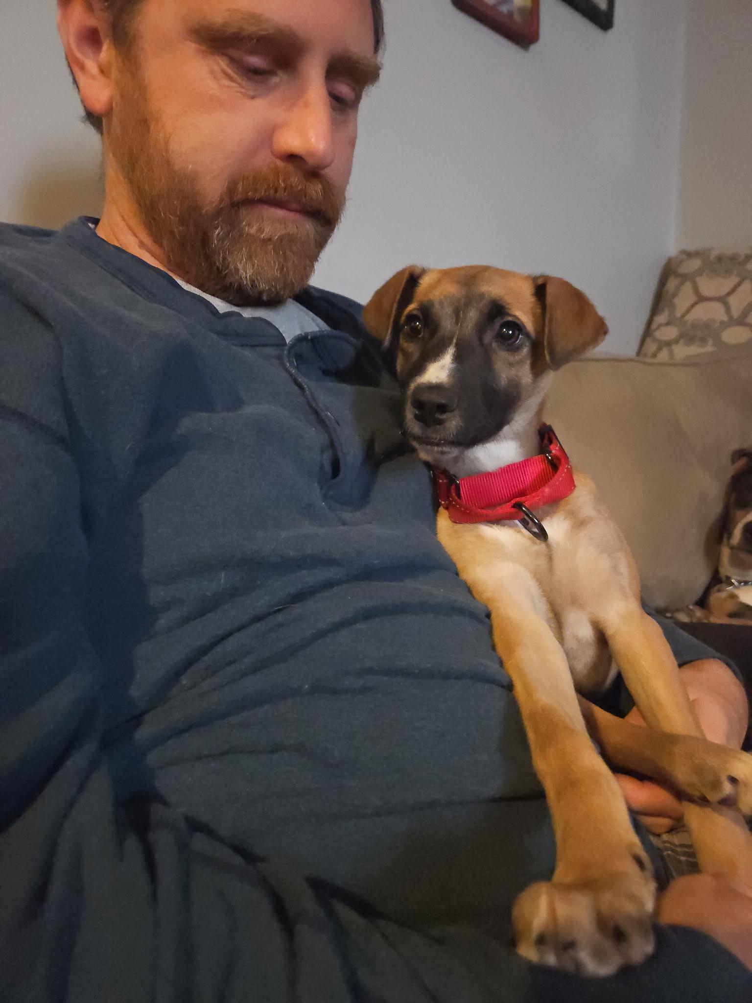 Amethyst, ADOPTABLE, Puppy Female Mixed Breed.