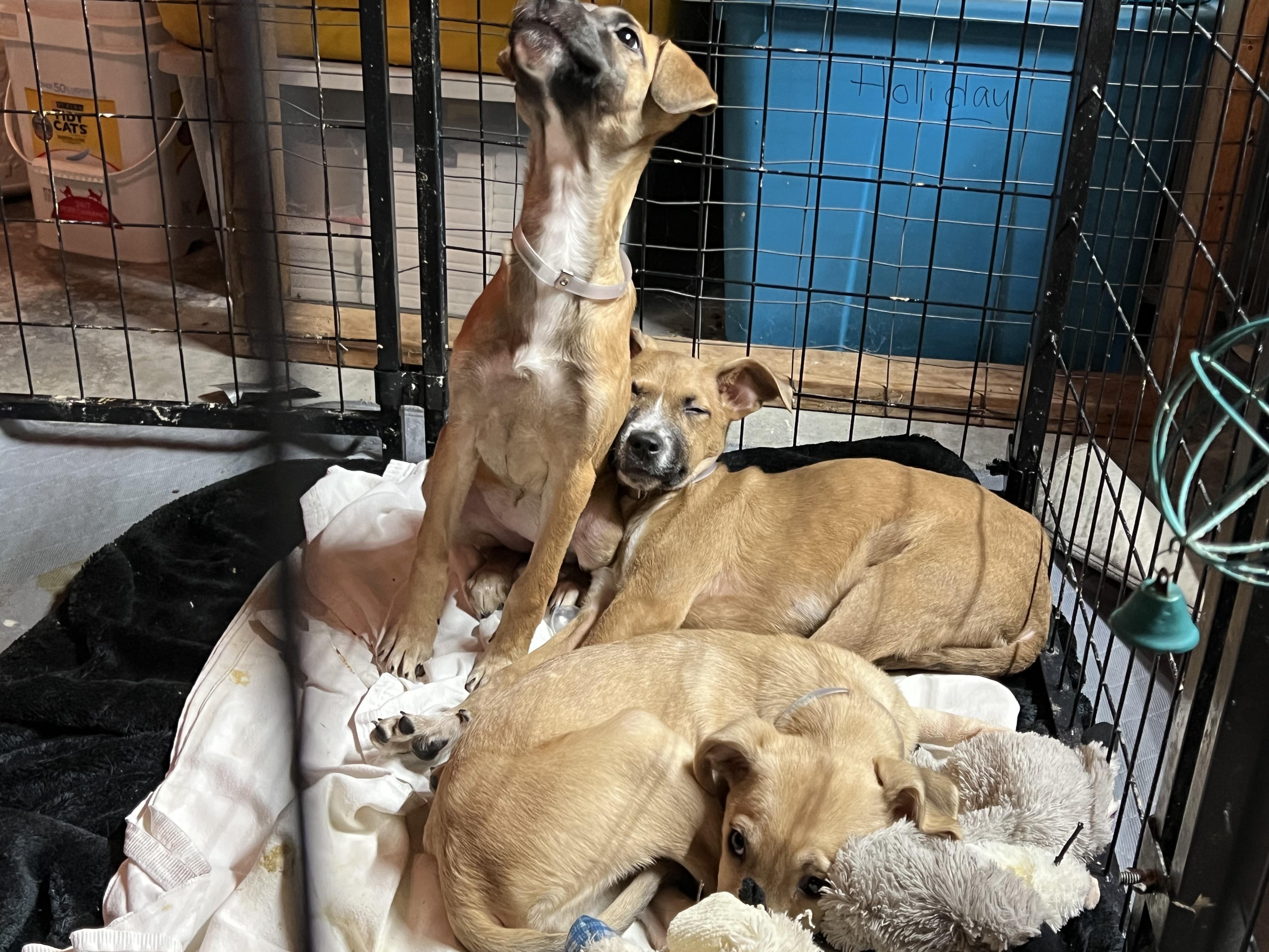 Enlarge Amethyst, a ADOPTABLE Mixed Breed in Bowdoin, ME image 6/6