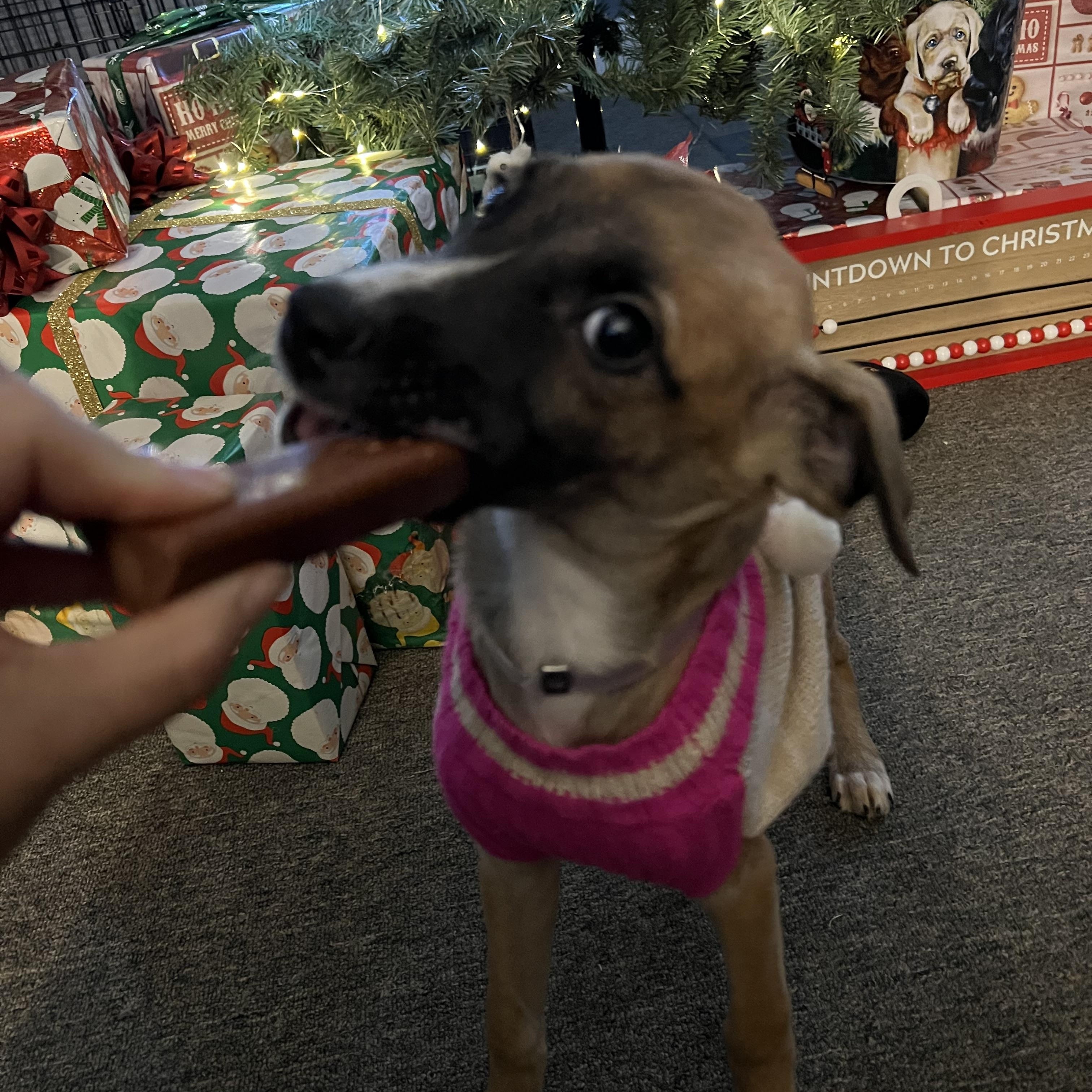 Amethyst, ADOPTABLE, Puppy Female Mixed Breed.