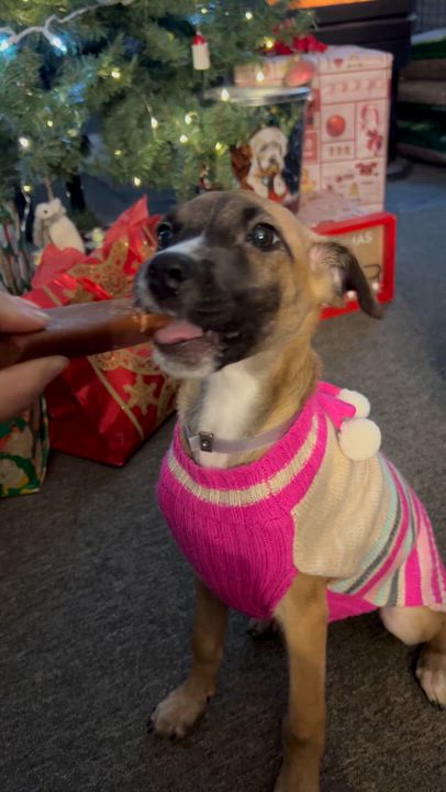 Enlarge Amethyst, a ADOPTABLE Mixed Breed in Bowdoin, ME video 1/6