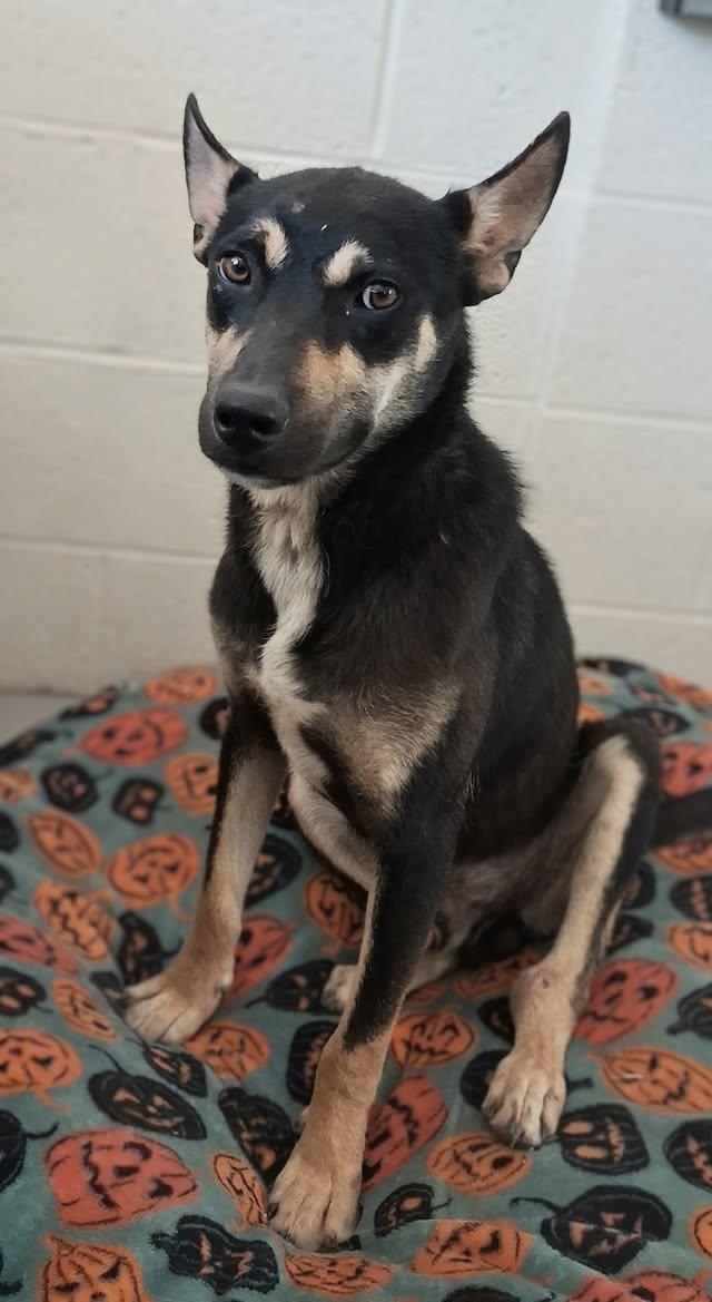 Enlarge Peanut, an adopted mixed breed in La Verkin, UT image 1/1