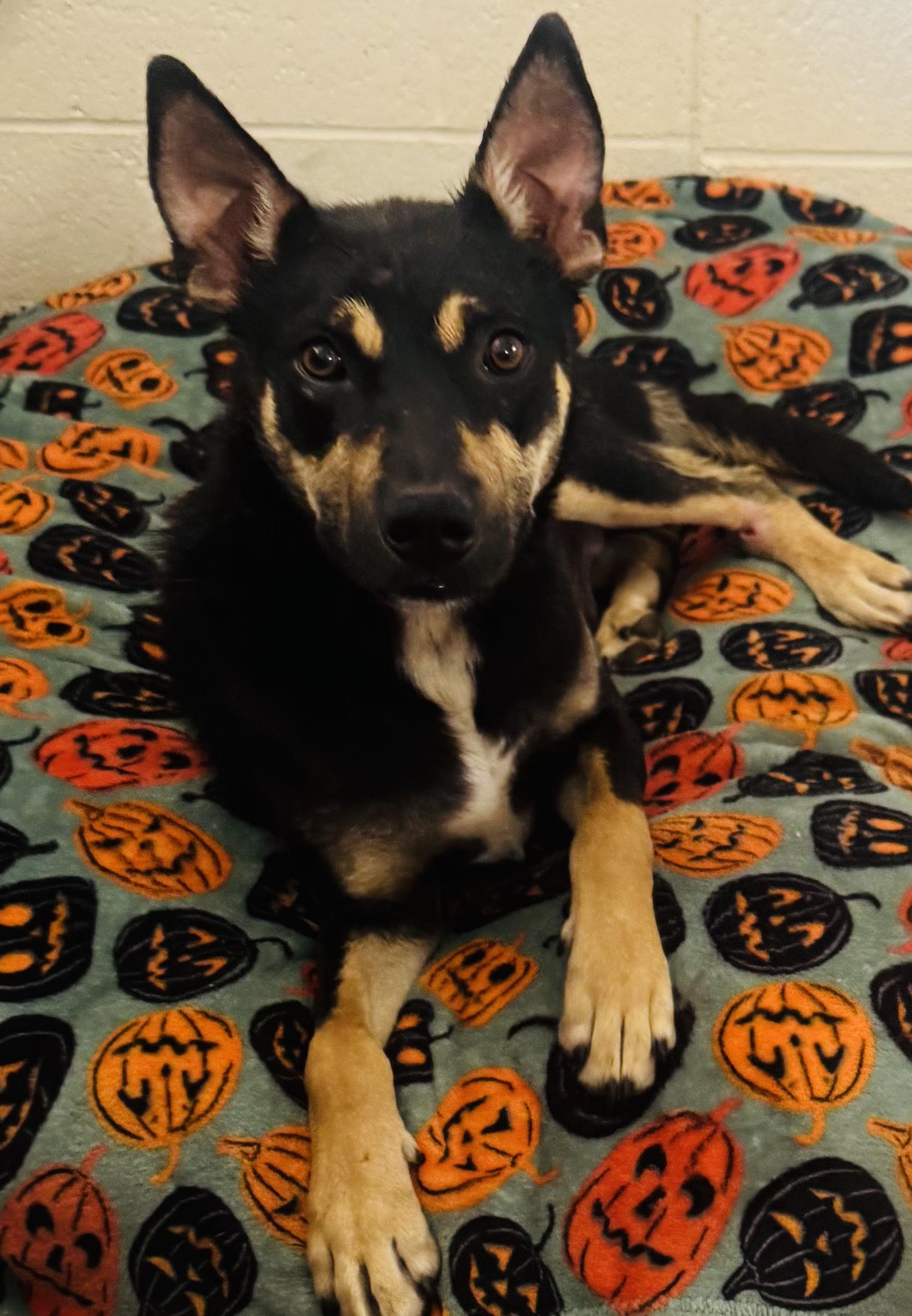 Peanut, an adoptable mixed breed in La Verkin, UT image 1/2