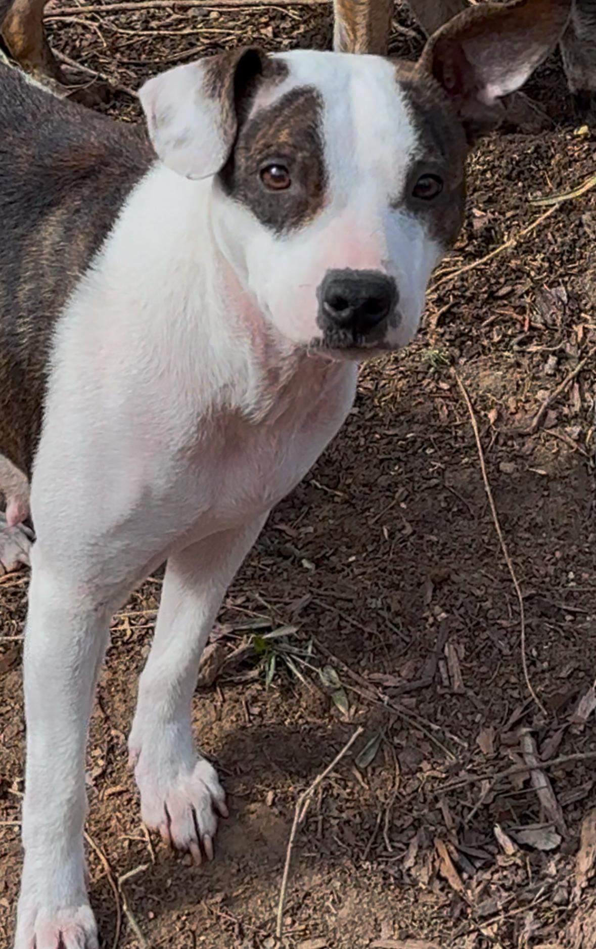 Enlarge Feyre, a Adopted mixed breed in Catawba, NC image 5/6