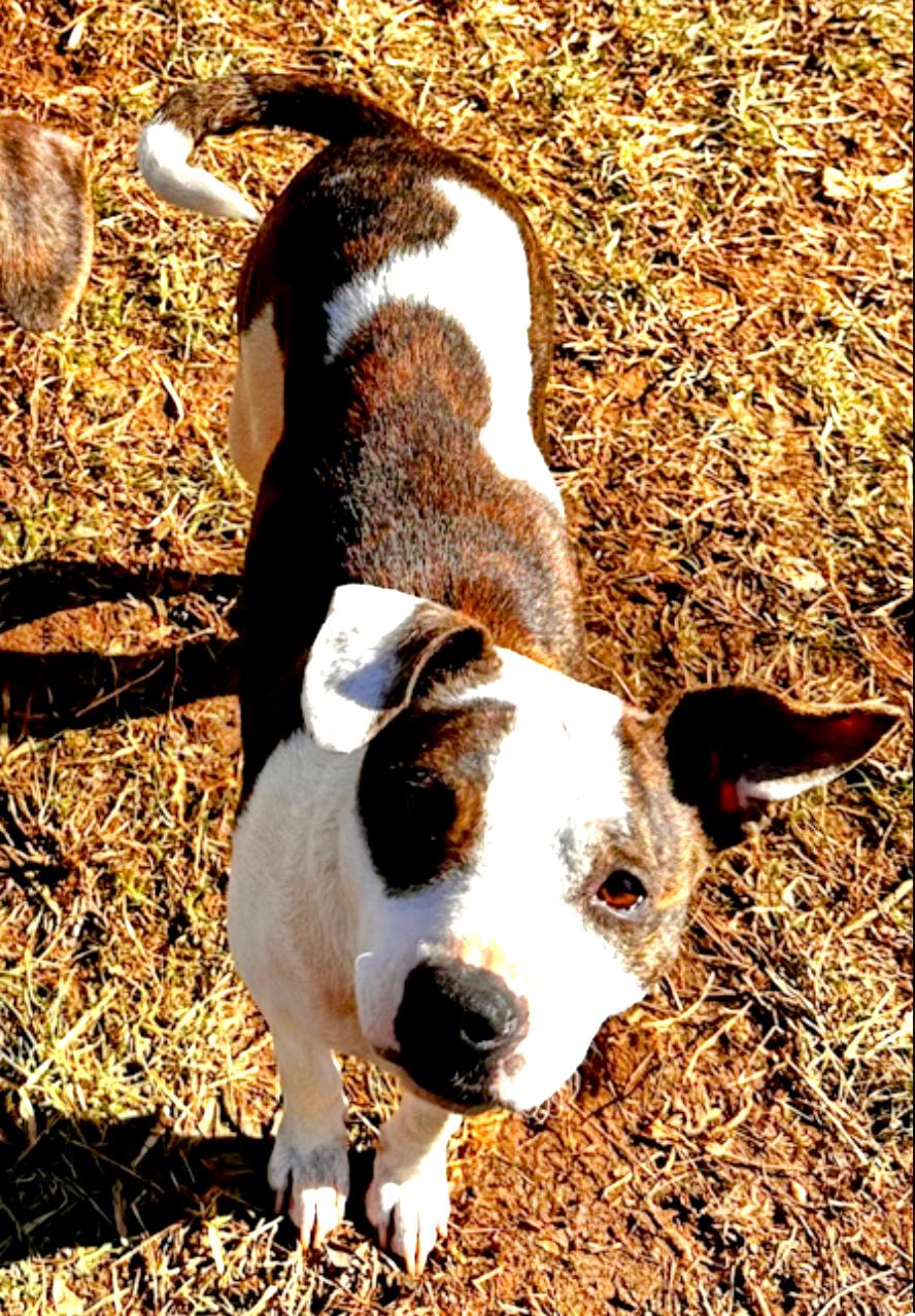 Enlarge Feyre, a Adopted mixed breed in Catawba, NC image 2/6