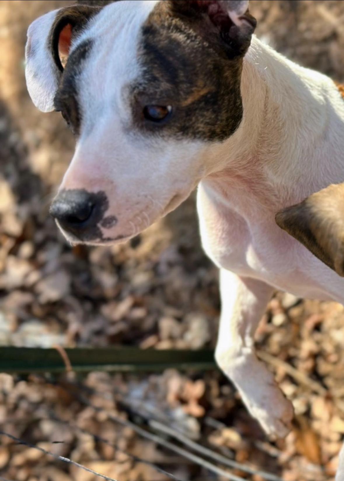 Enlarge Feyre, a Adopted mixed breed in Catawba, NC image 3/6